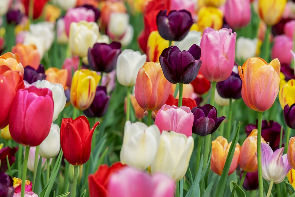 Fleurs