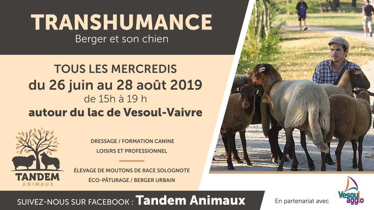 Affiche transhumance