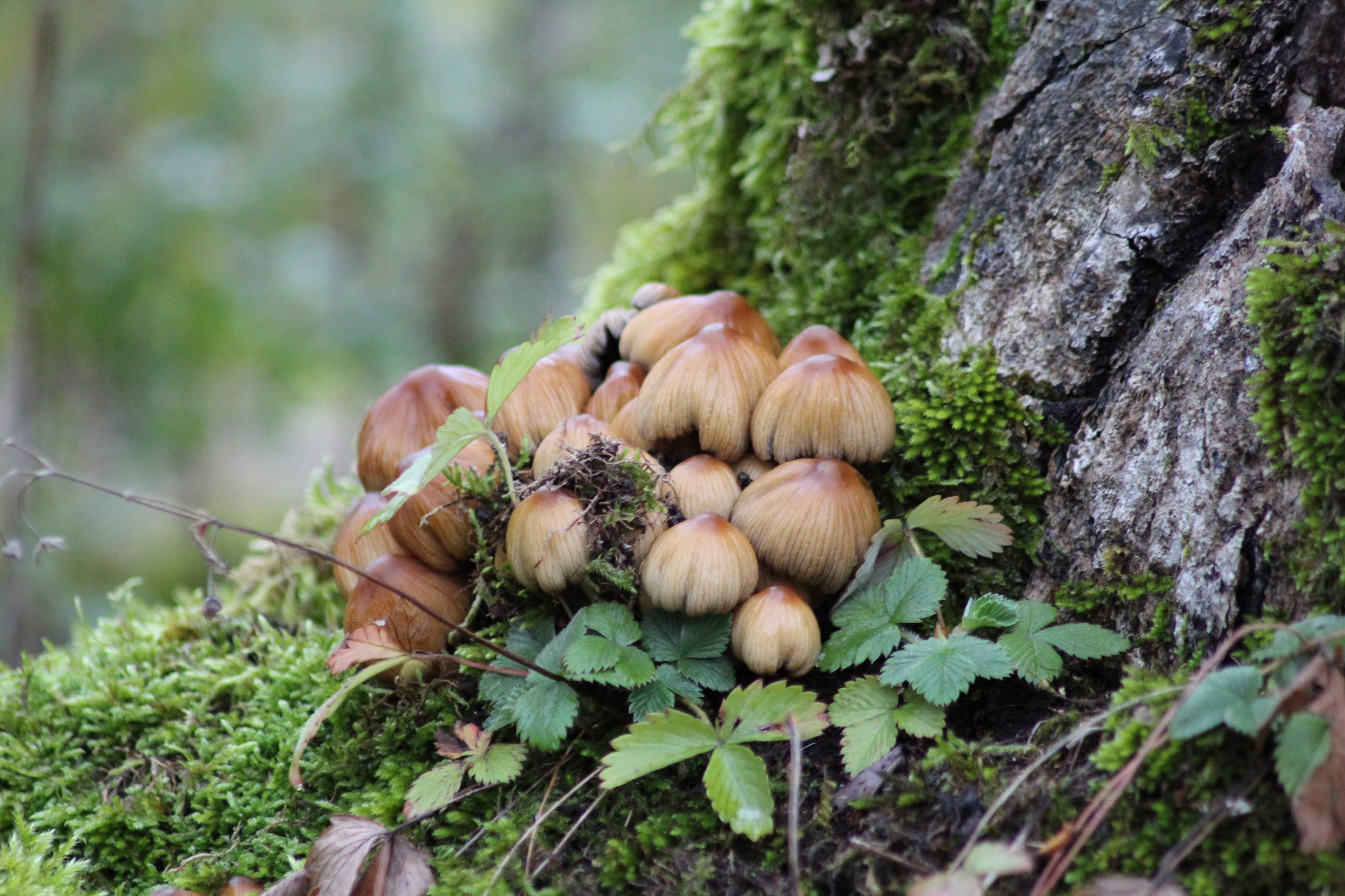 © Estelle Sauge - Fort Mahler Automne (24)