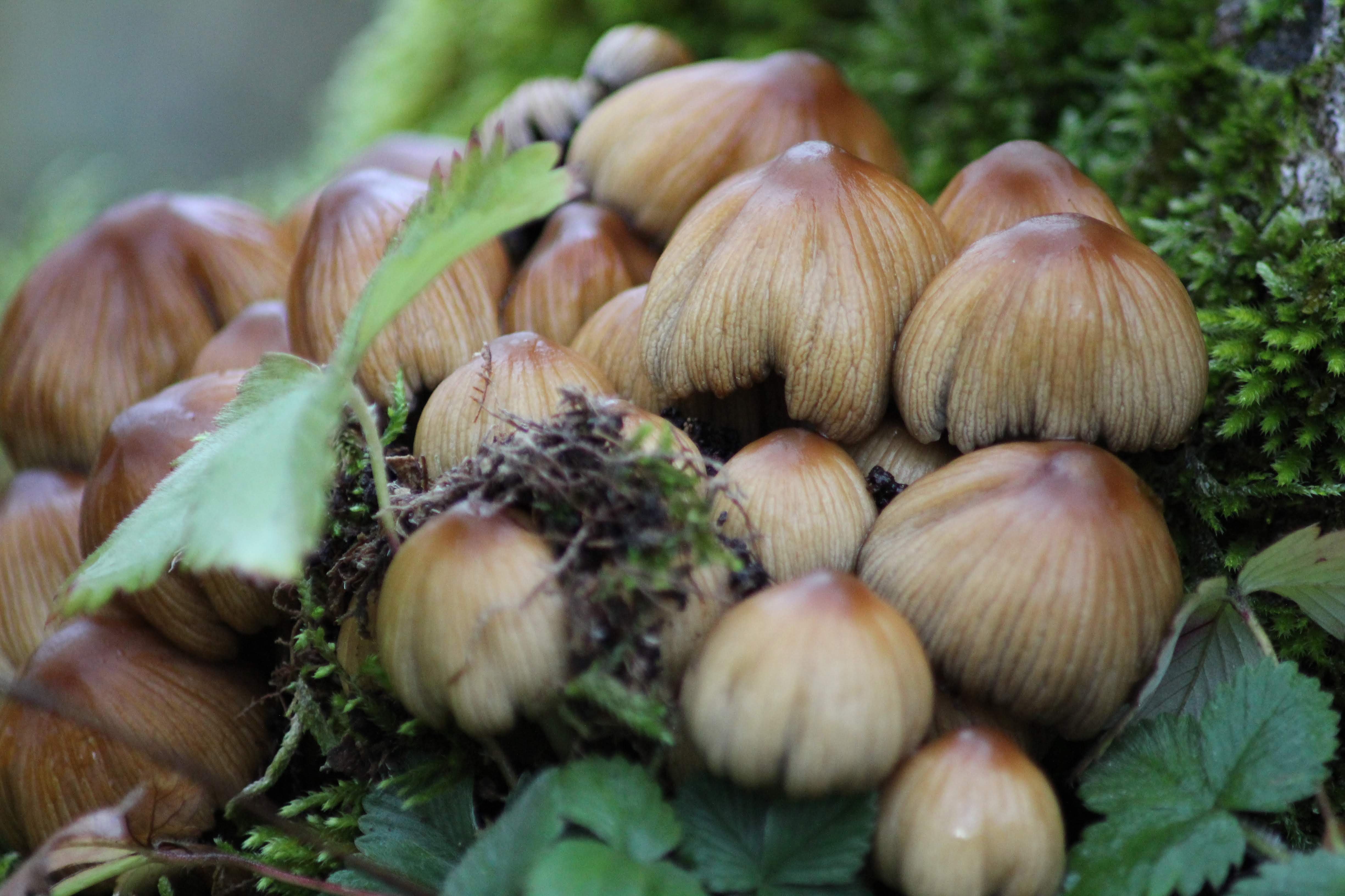 © Estelle Sauge - Fort Mahler Automne (25)