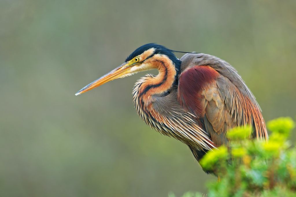 Les oiseaux nicheurs de l'étang de Pontoux