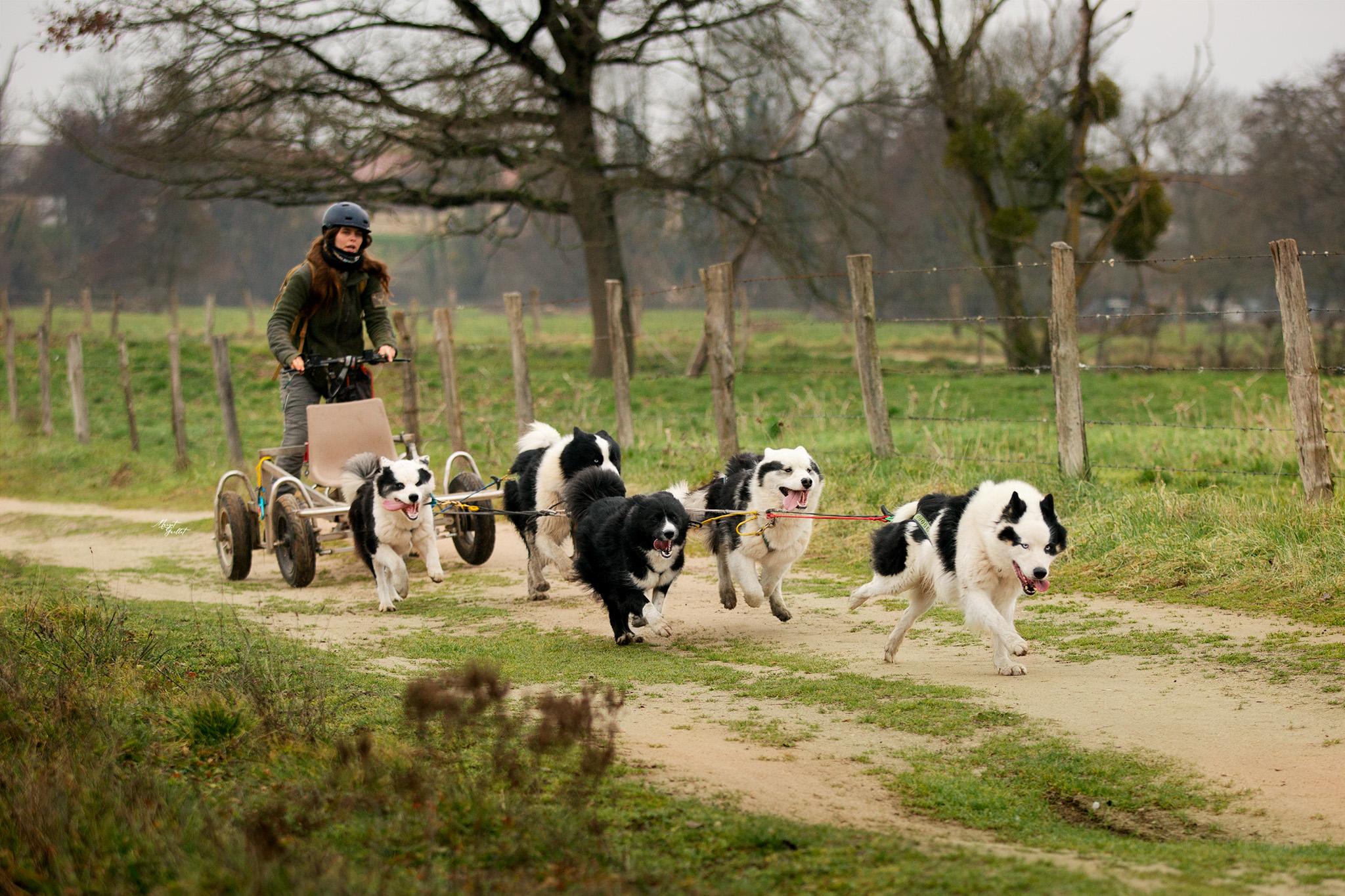 Attelage de laïka de Iakoutie - les Perce Neige