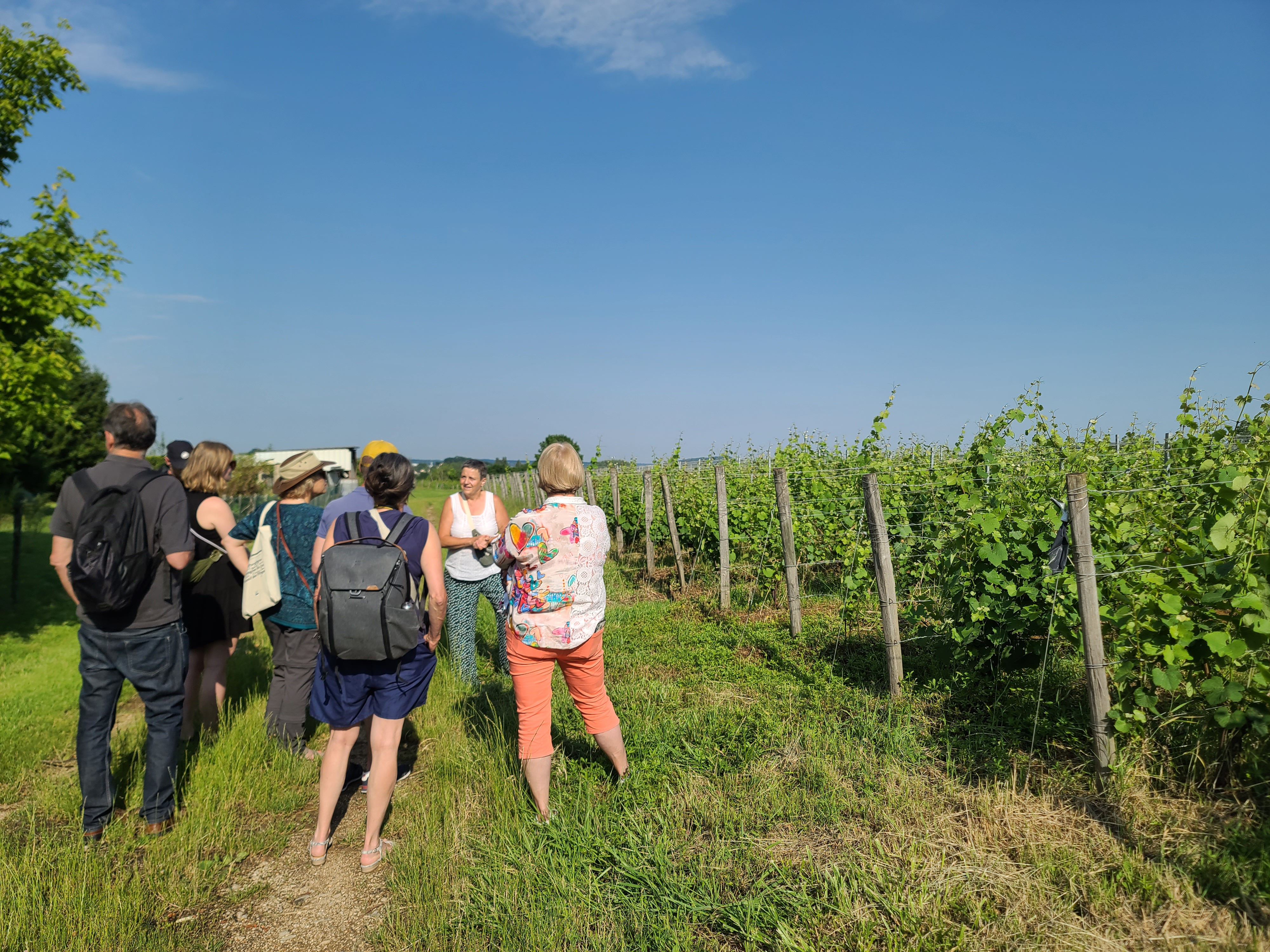 Randonnée dans les vignes