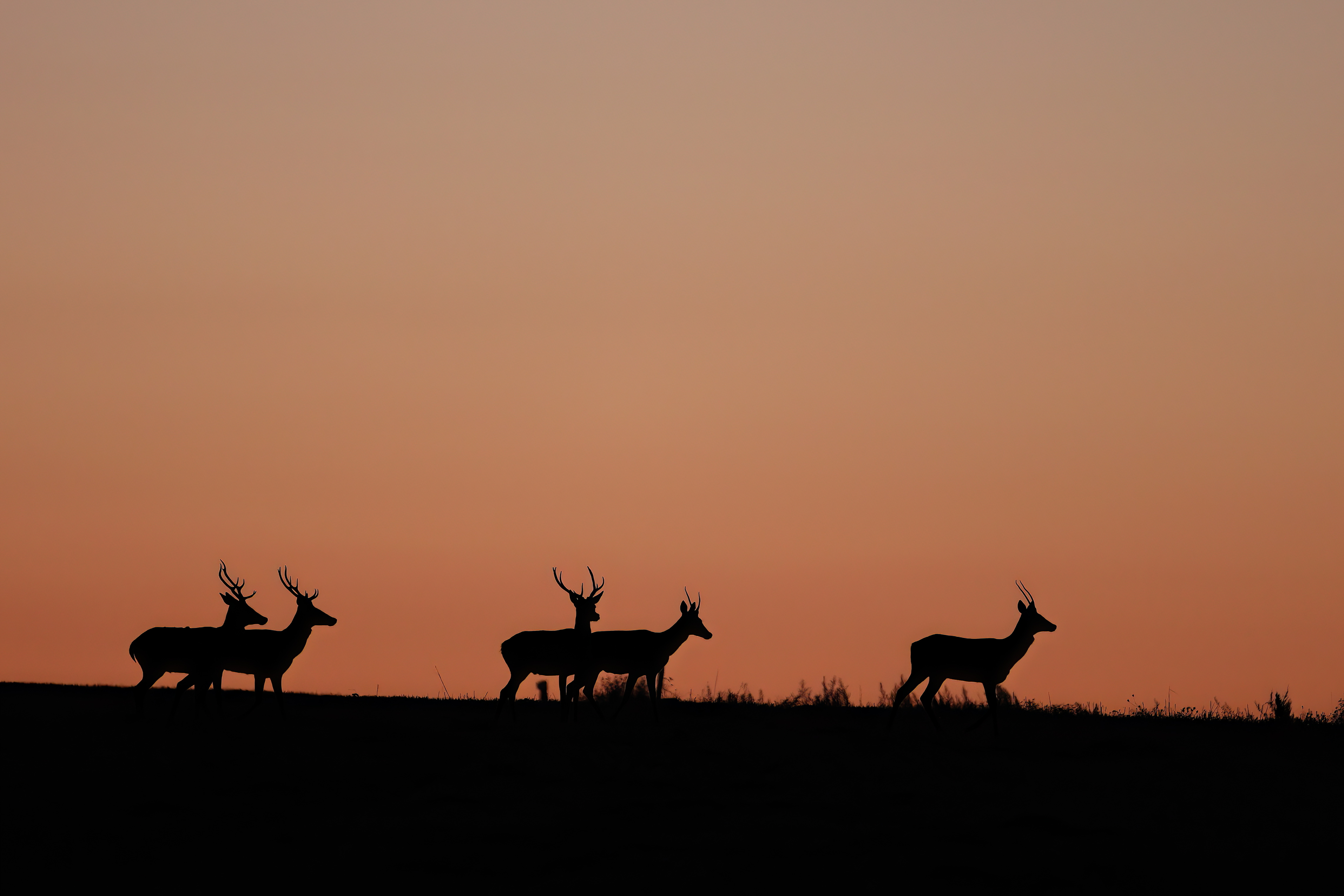 Affût sauvage au crépuscule au Parc national de forêts