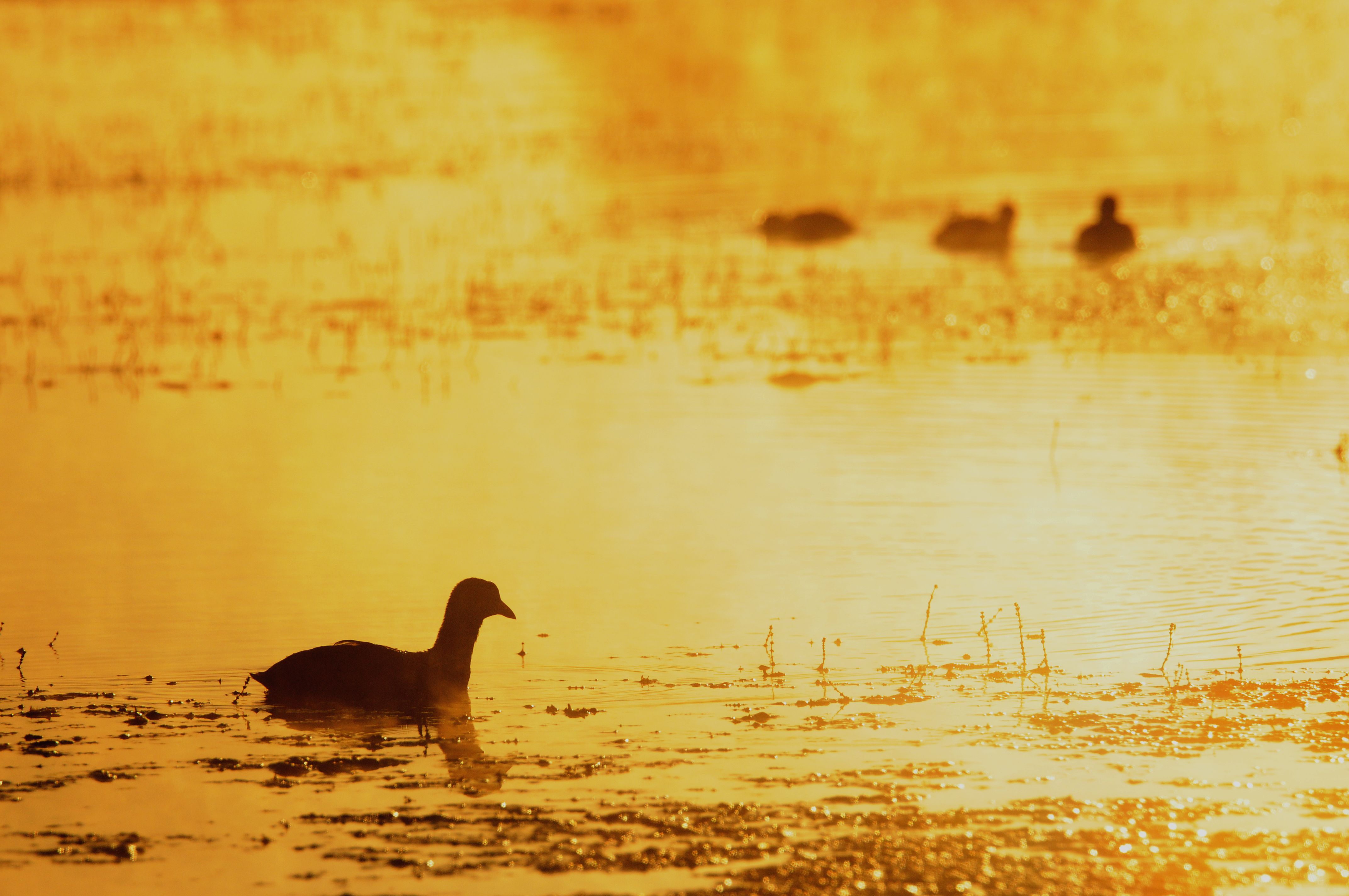 Poule d'eau