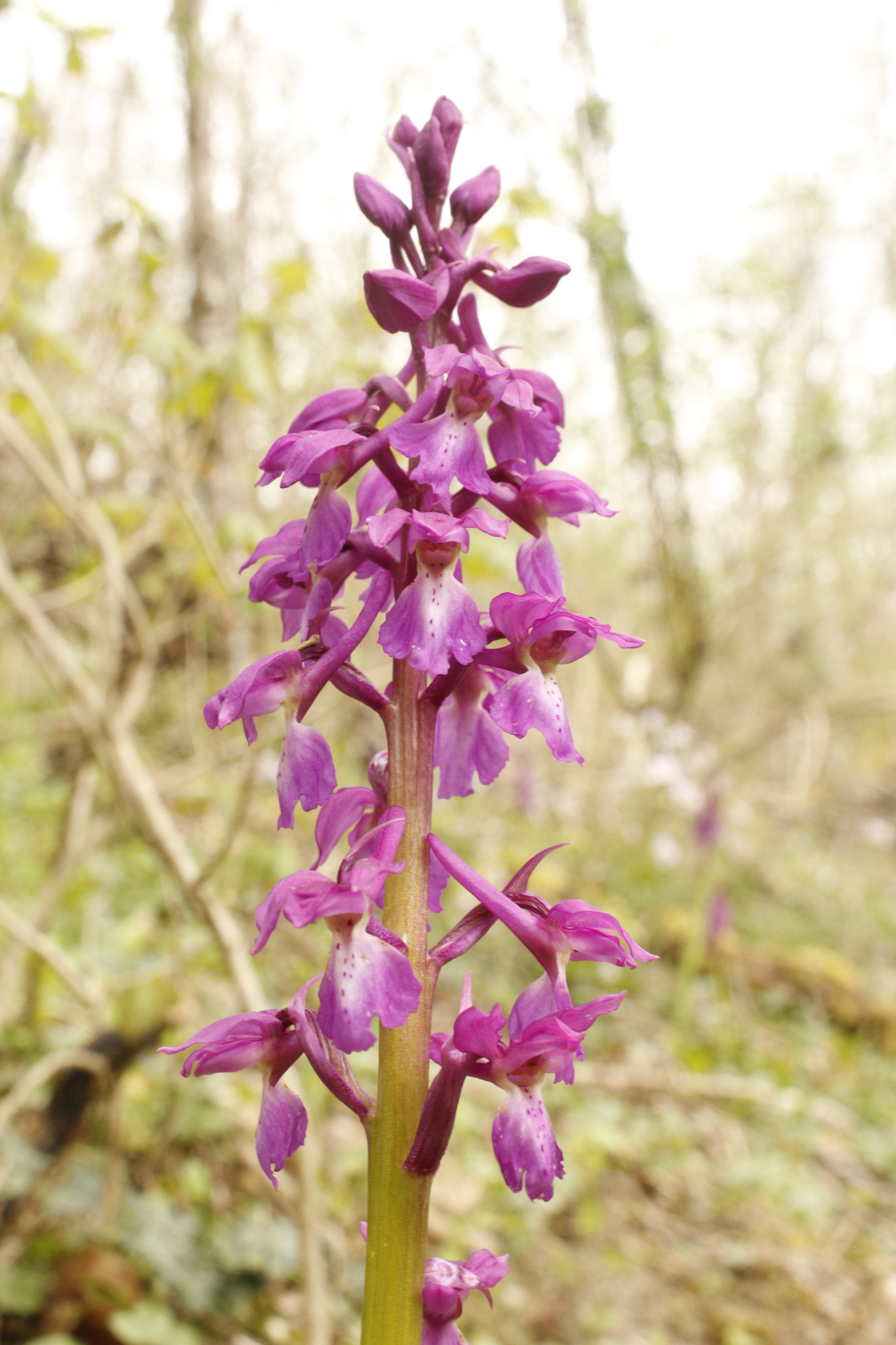 LES PLANTES DE LA VALLÉE DE LA CURE ET LEURS USAGES