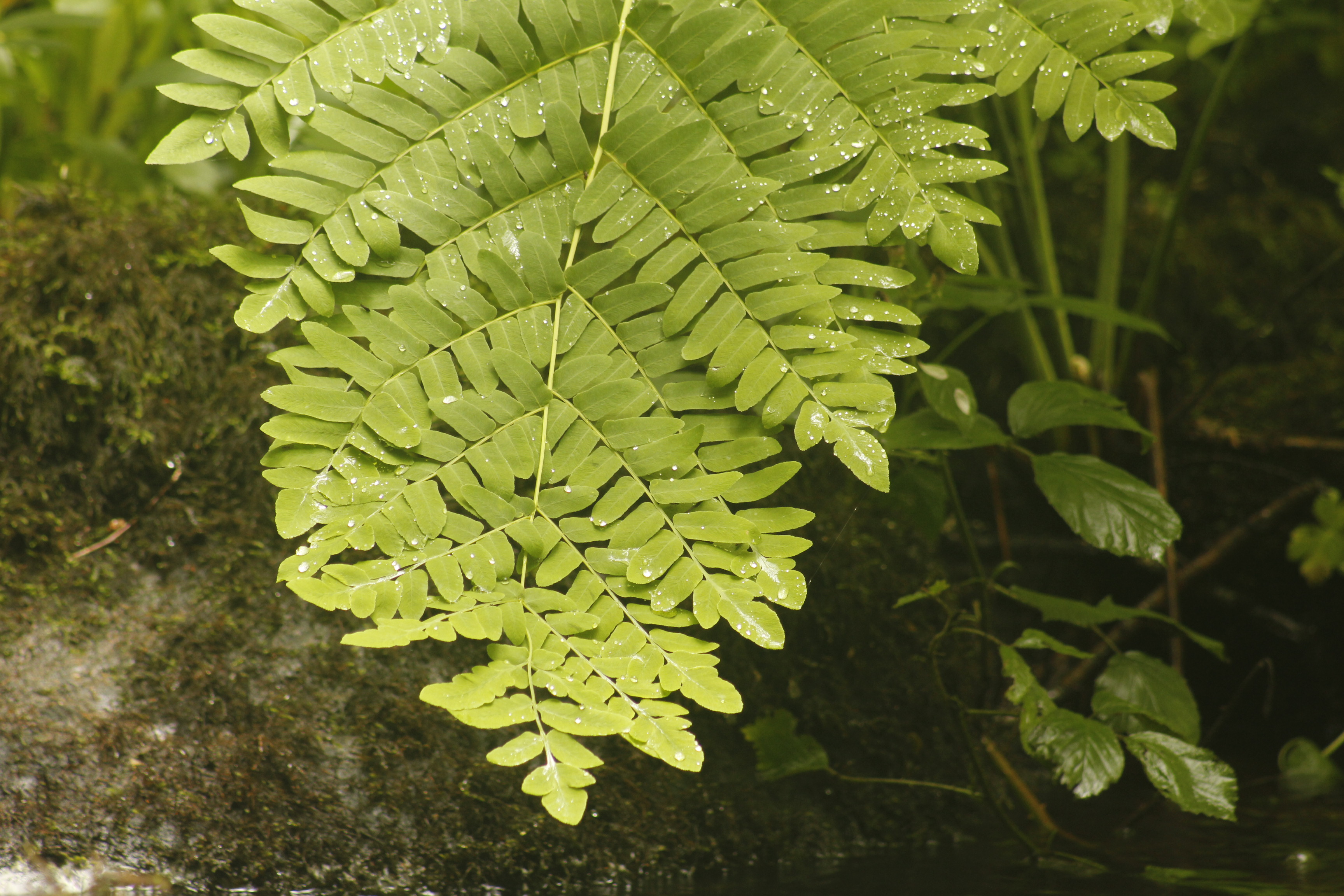 LES PLANTES DE LA VALLÉE DE LA CURE ET LEURS USAGES