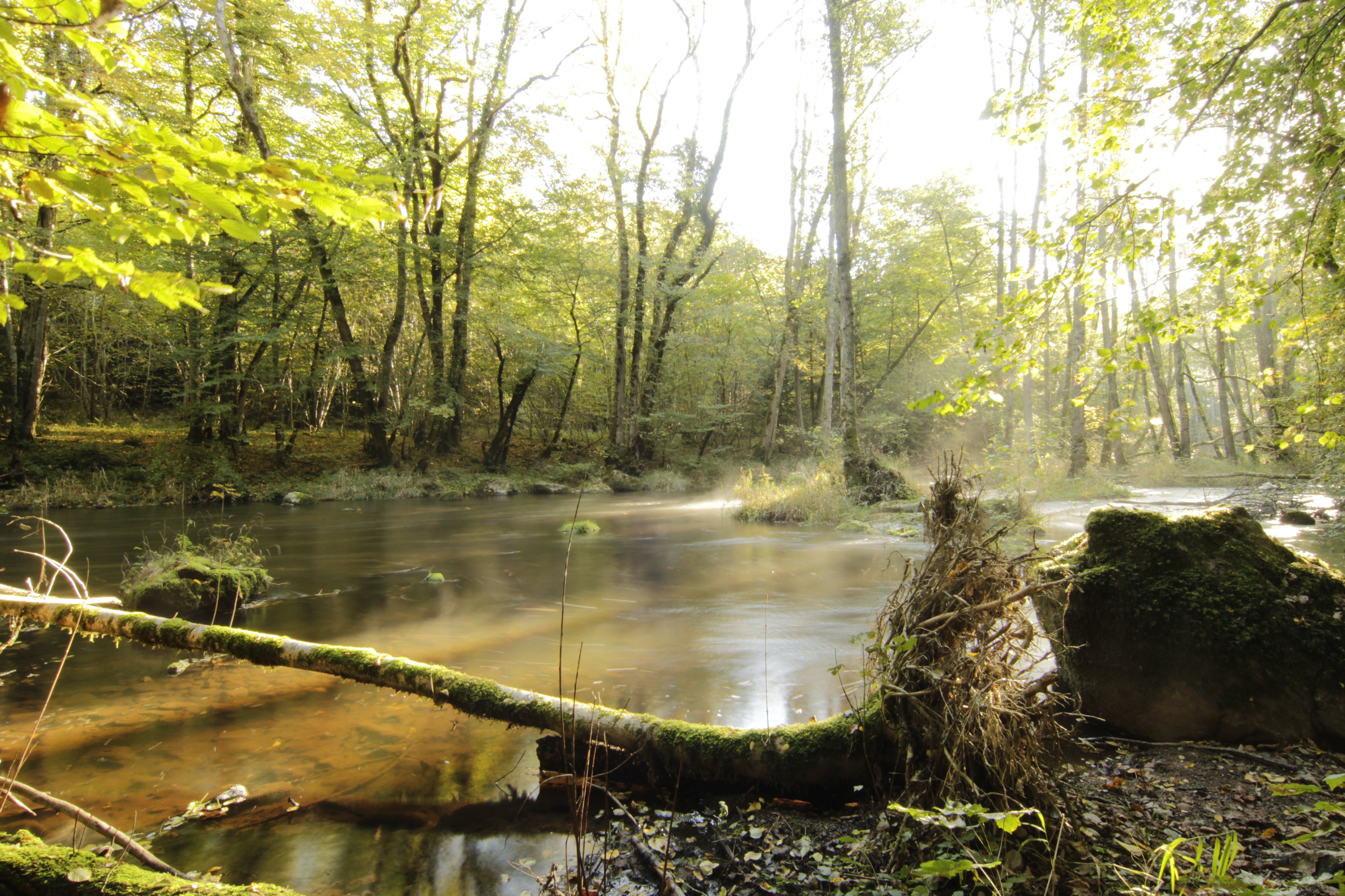 LES PLANTES DE LA VALLÉE DE LA CURE ET LEURS USAGES