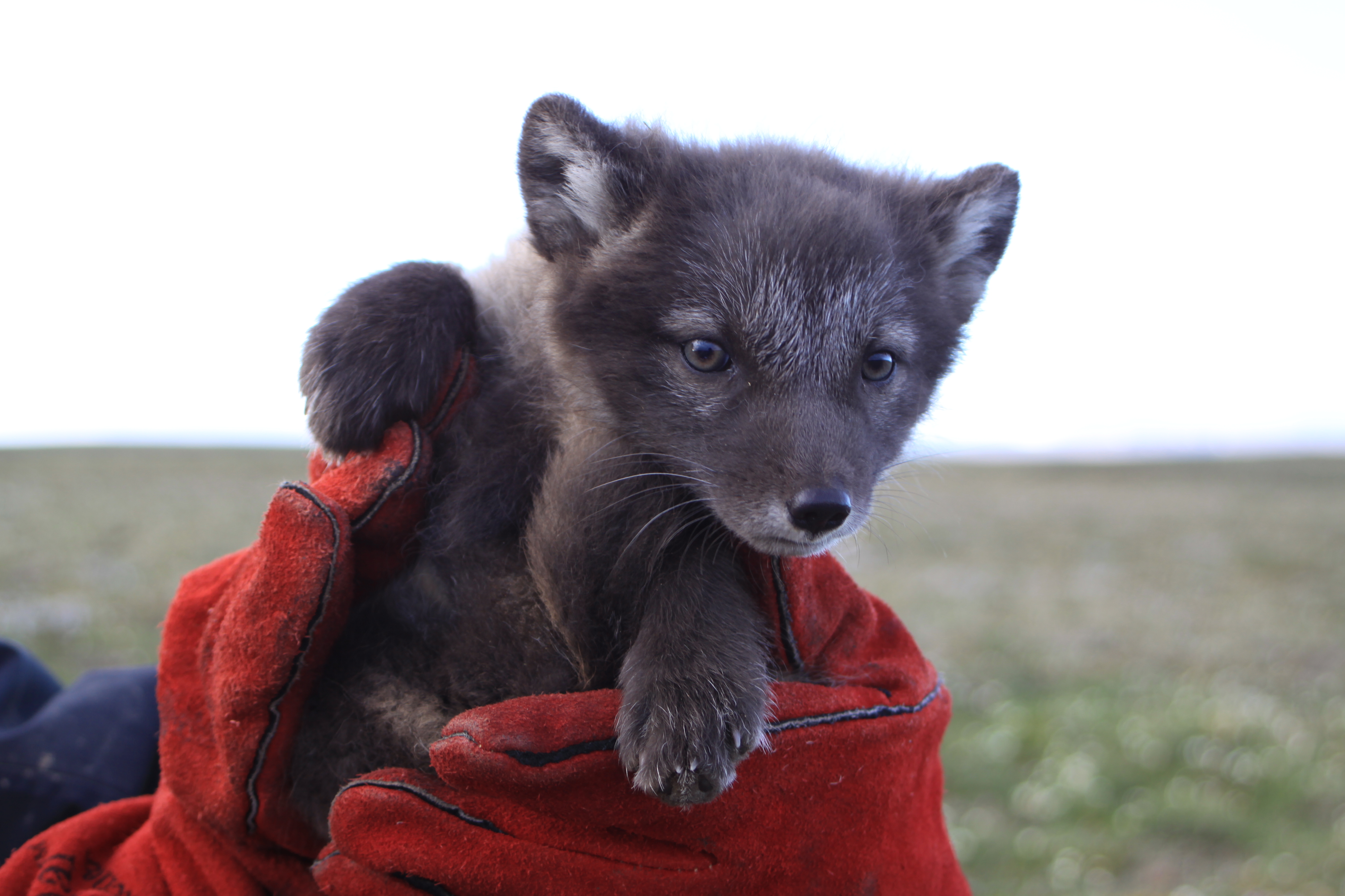 Conférence "Sur les traces du renard arctique" par Aude Lalis