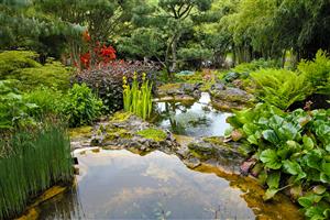 Le jardin aquatique d'Acorus