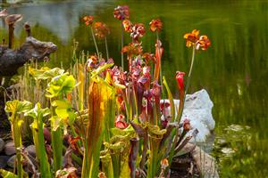 Le jardin aquatique d'Acorus