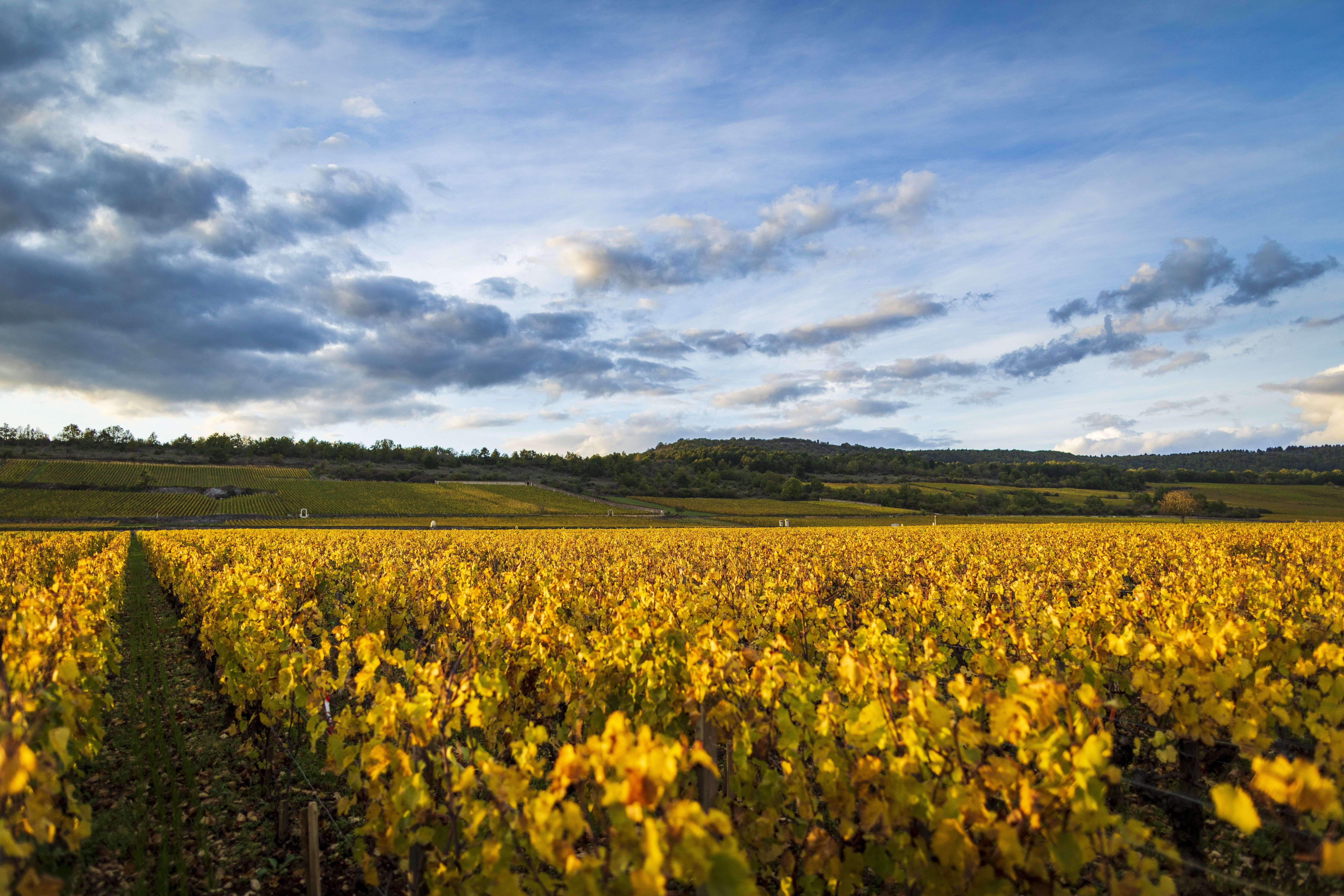 Olivier Leflaive – Les visites (Puligny-Montrachet) | Beaune and