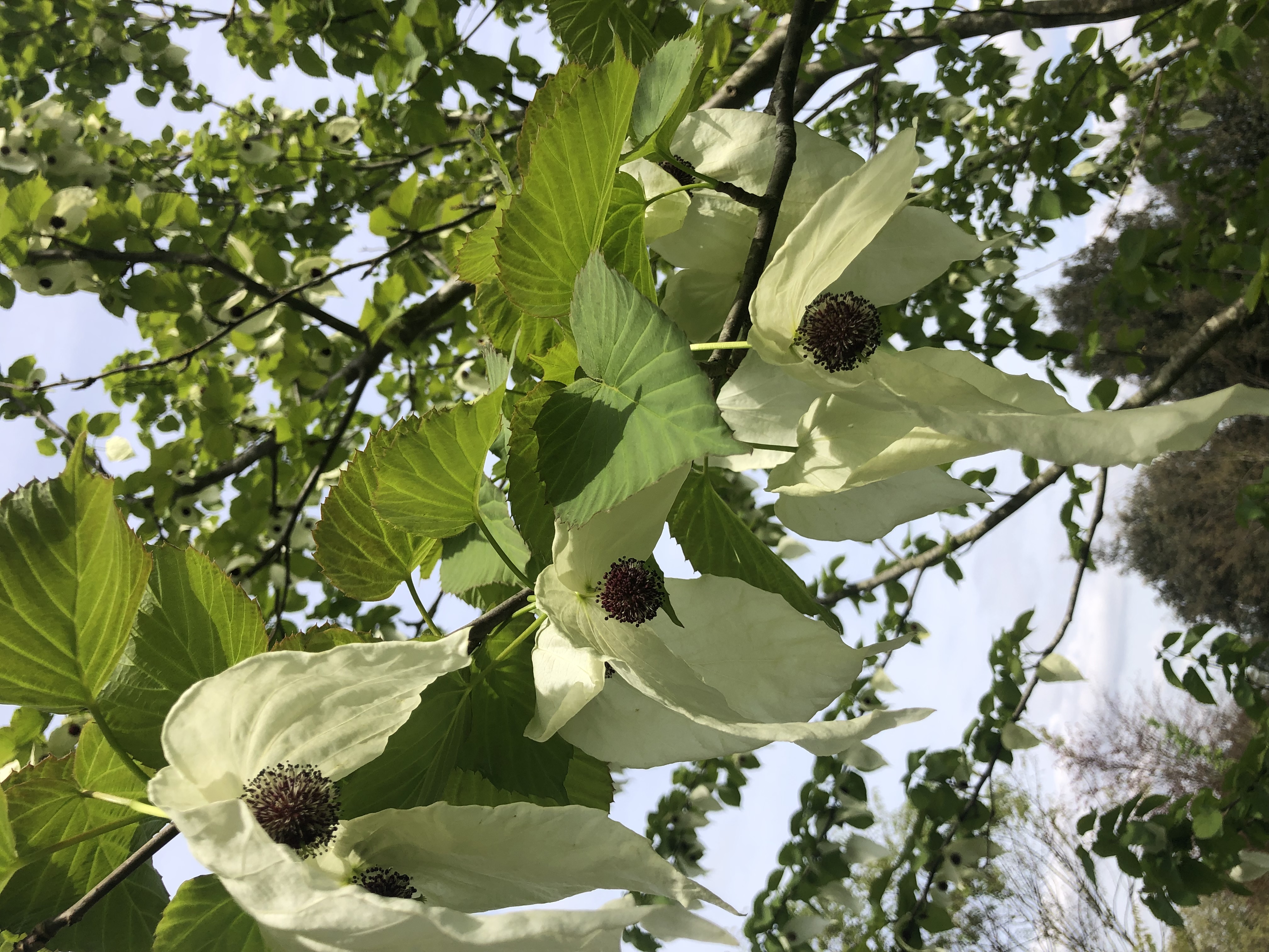 surprenante nature