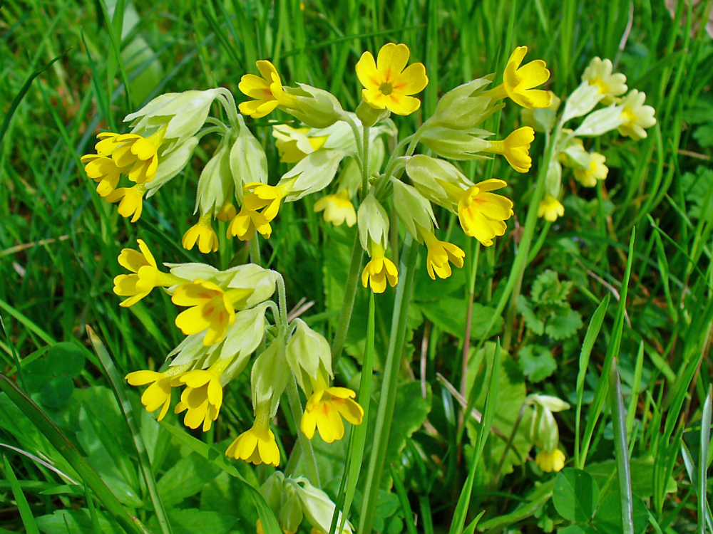 Primevère officinale