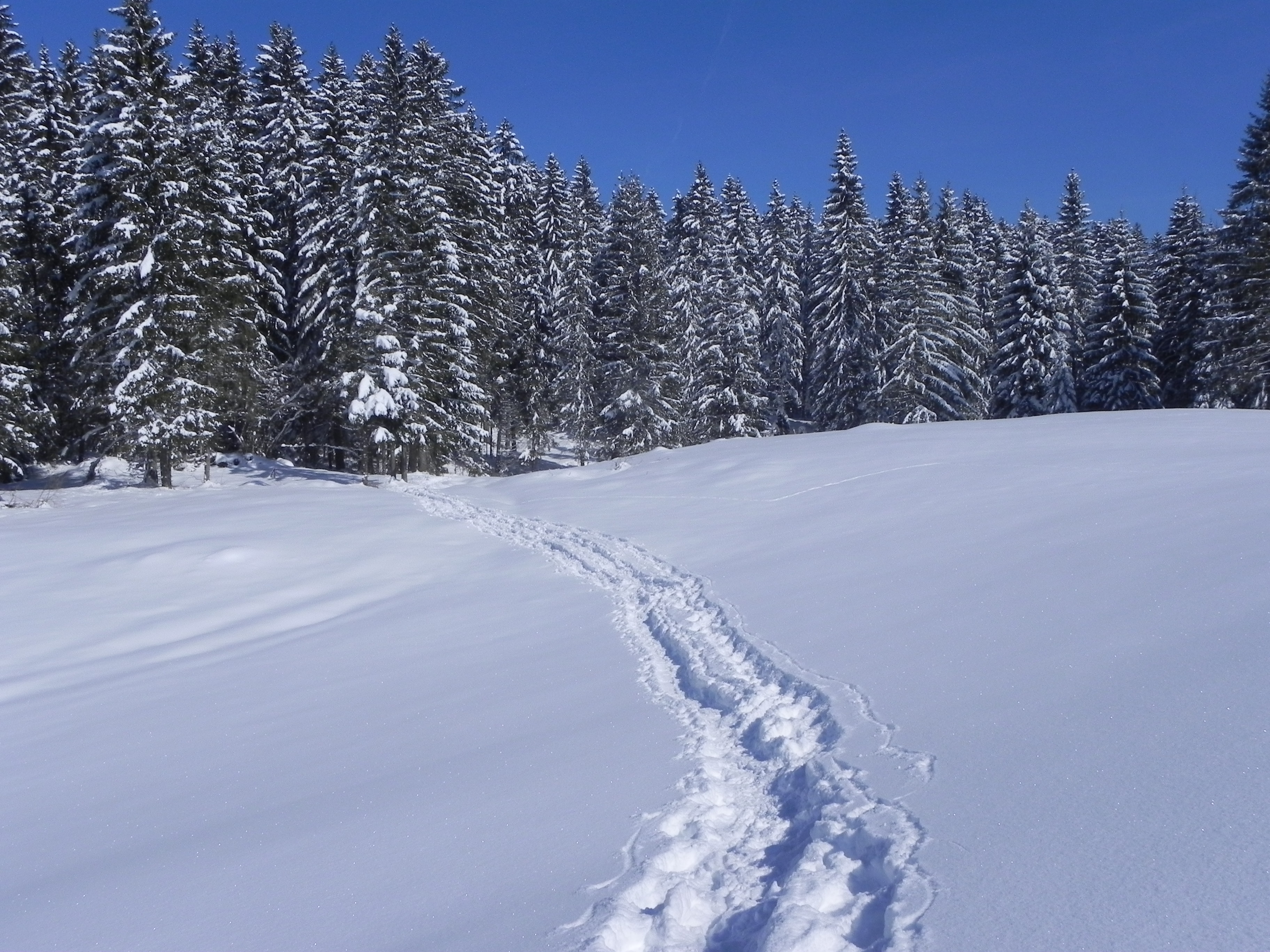 Balade Raquette Dans le Jura à la Découverte de Votre Environnement