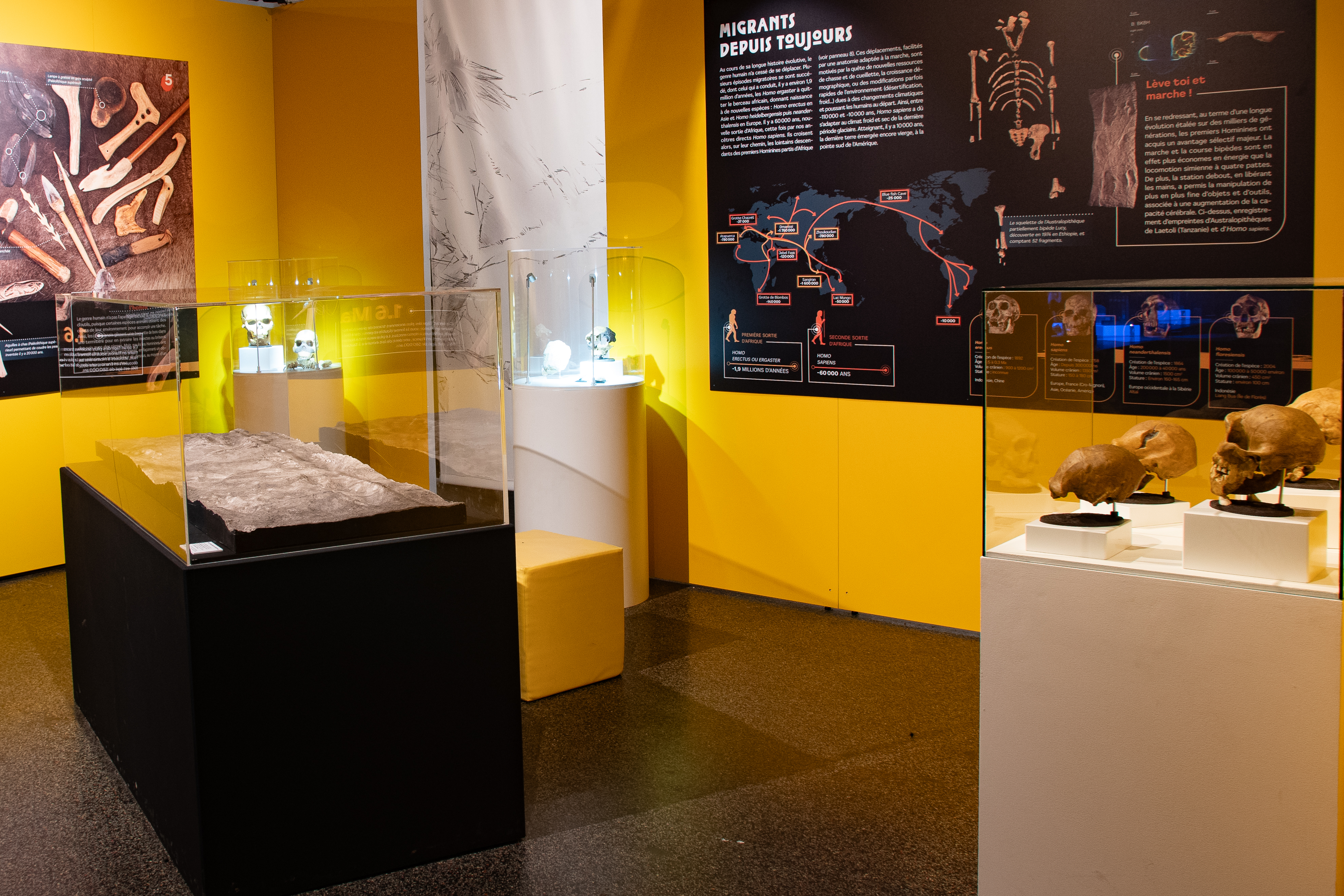 De Toumaï à Sapiens… La longue marche de l’humanité