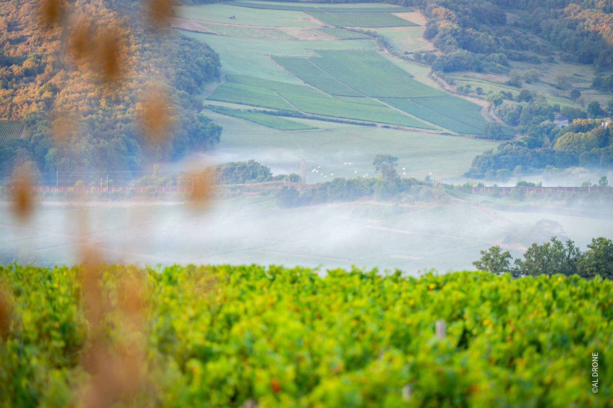Vignes des Vignerons des Terres Secrètes pendant les vendanges