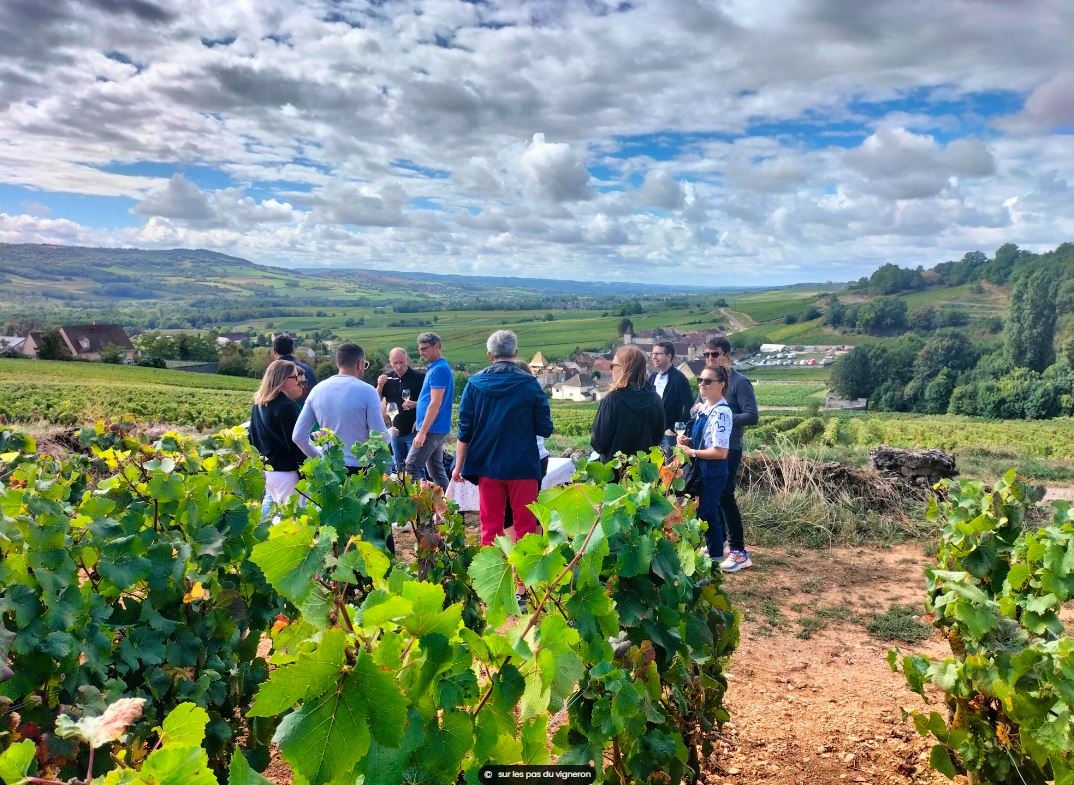 Dans les vignes santenoises