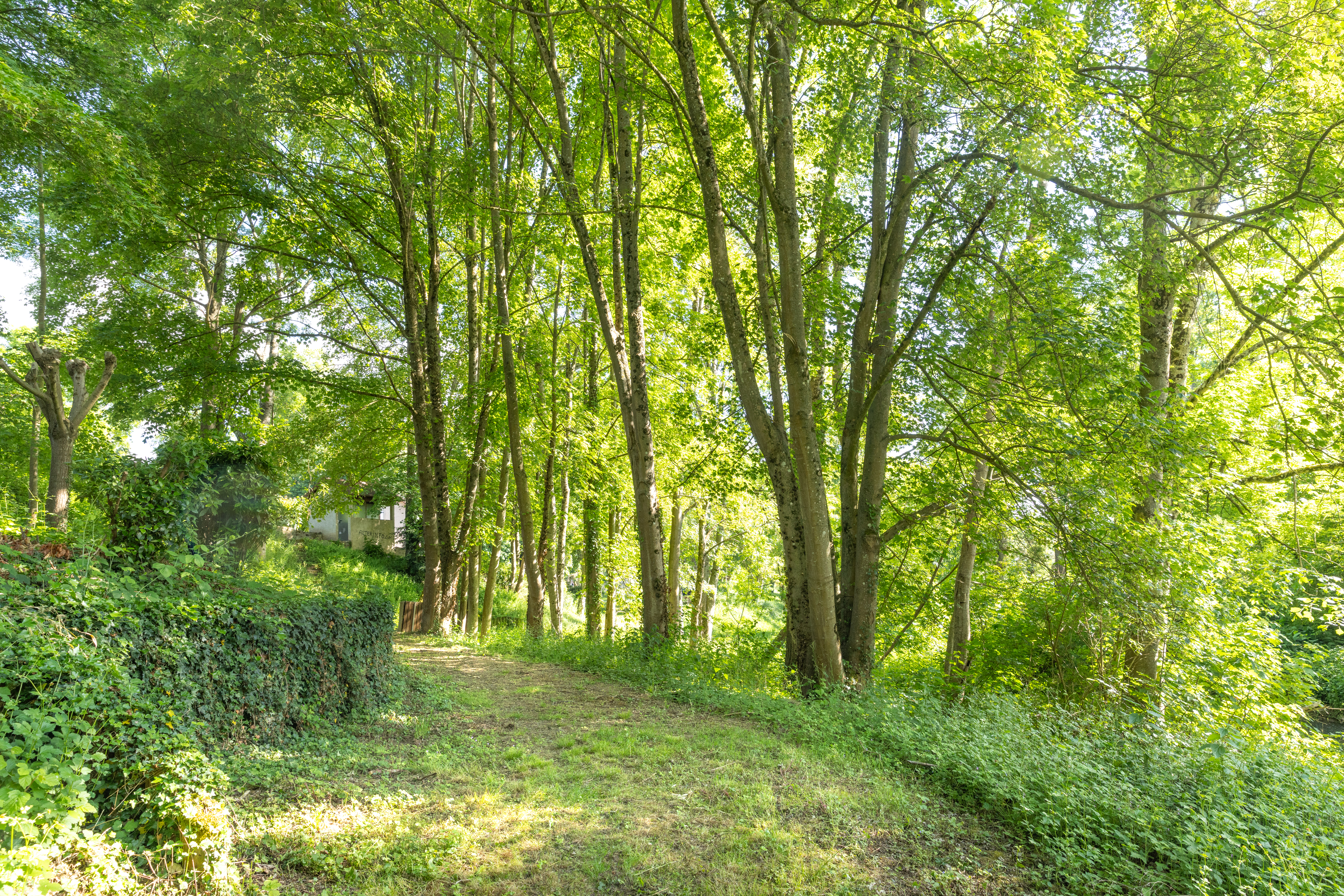 Panorama et Forêt