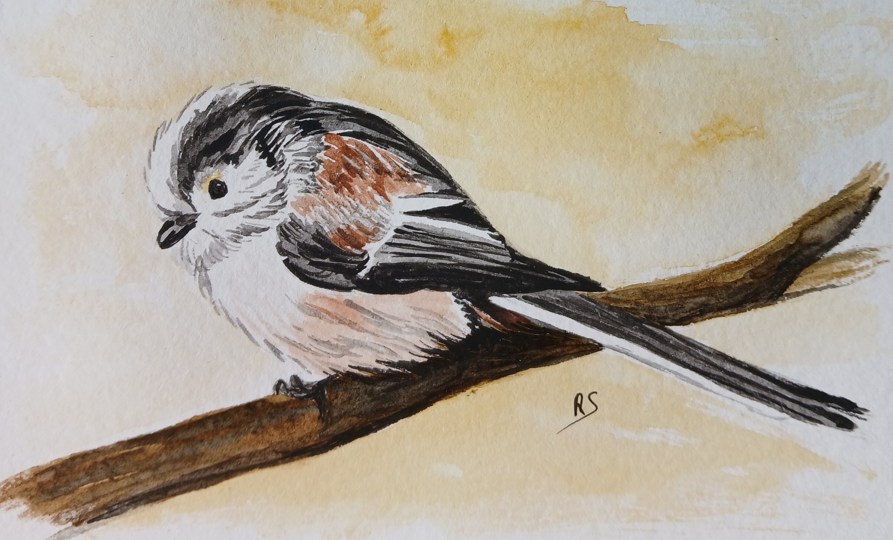 Exposition de peinture : Séverine Rennane