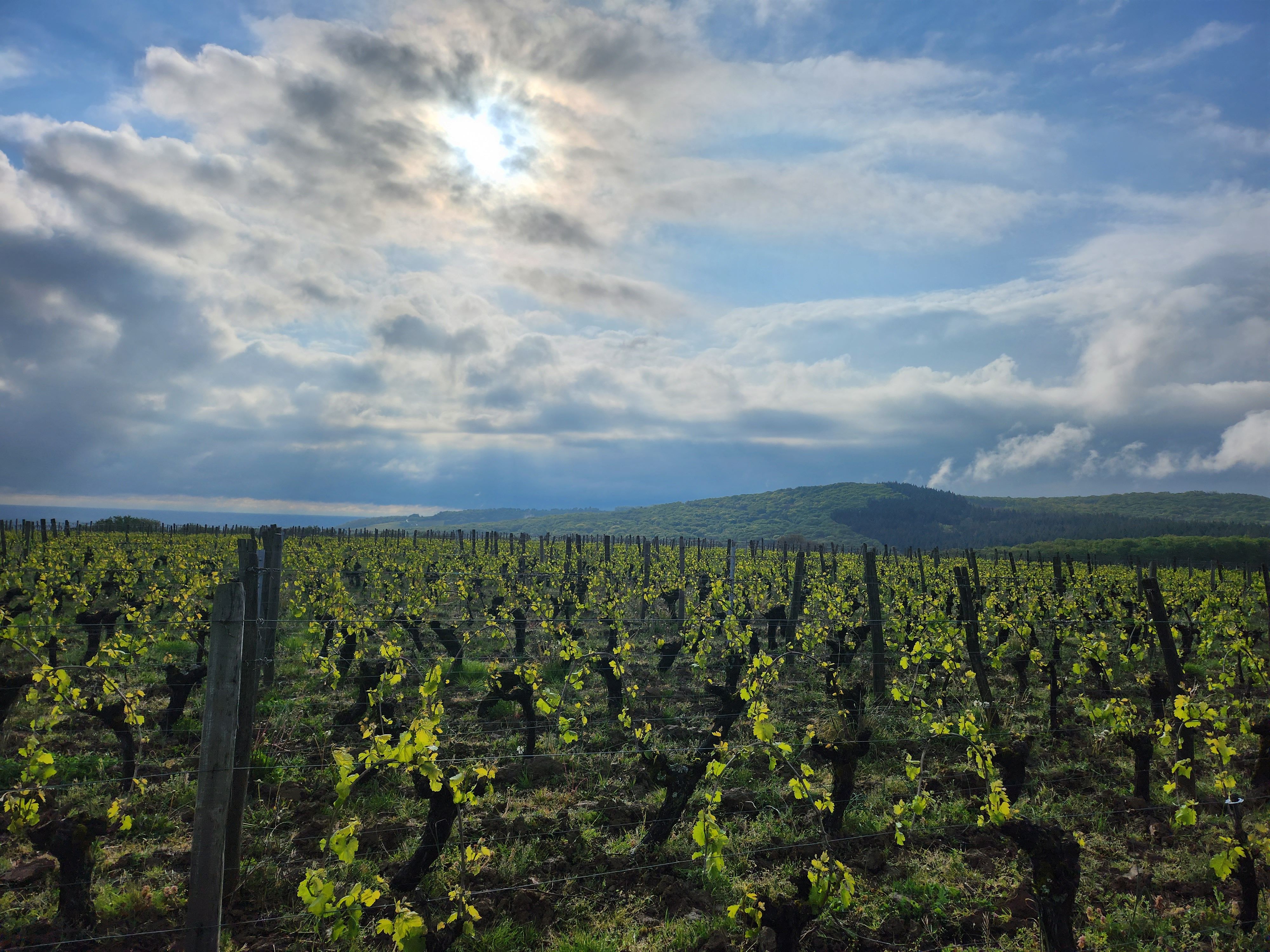 Nos vignes de Chardonnay