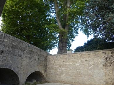 L'arbre cachette de Santenay