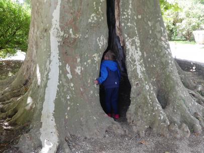 L'arbre cachette de Santenay