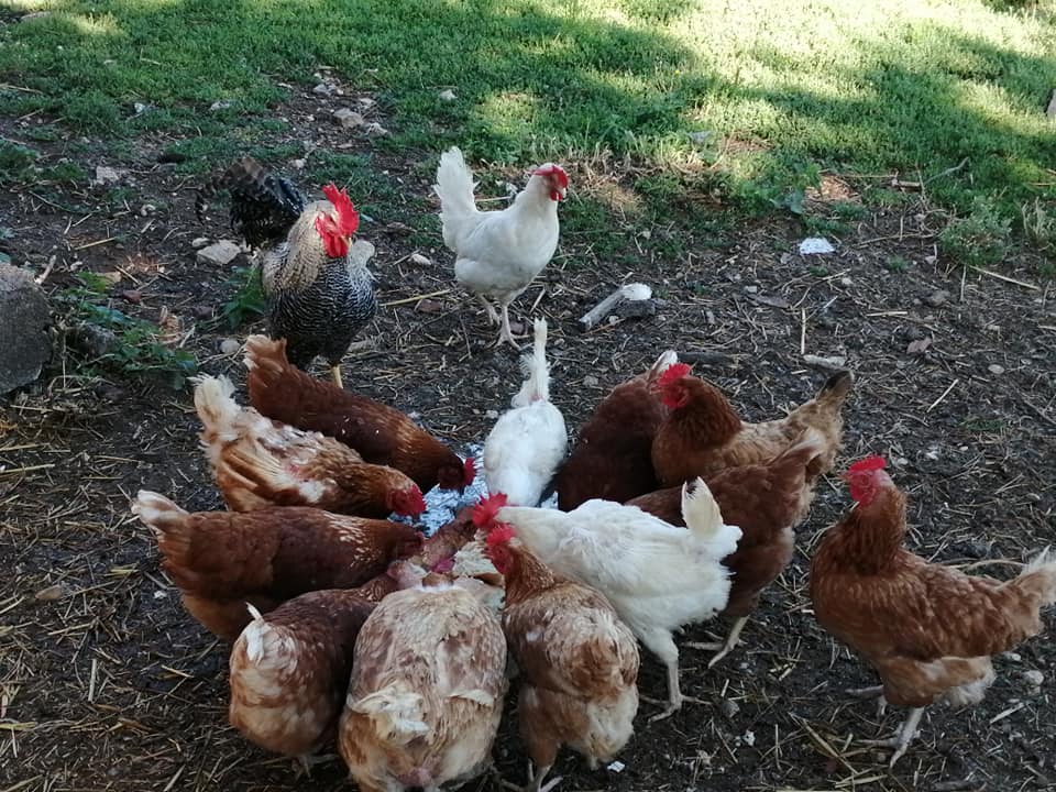 La Bergerie des Hirondelles