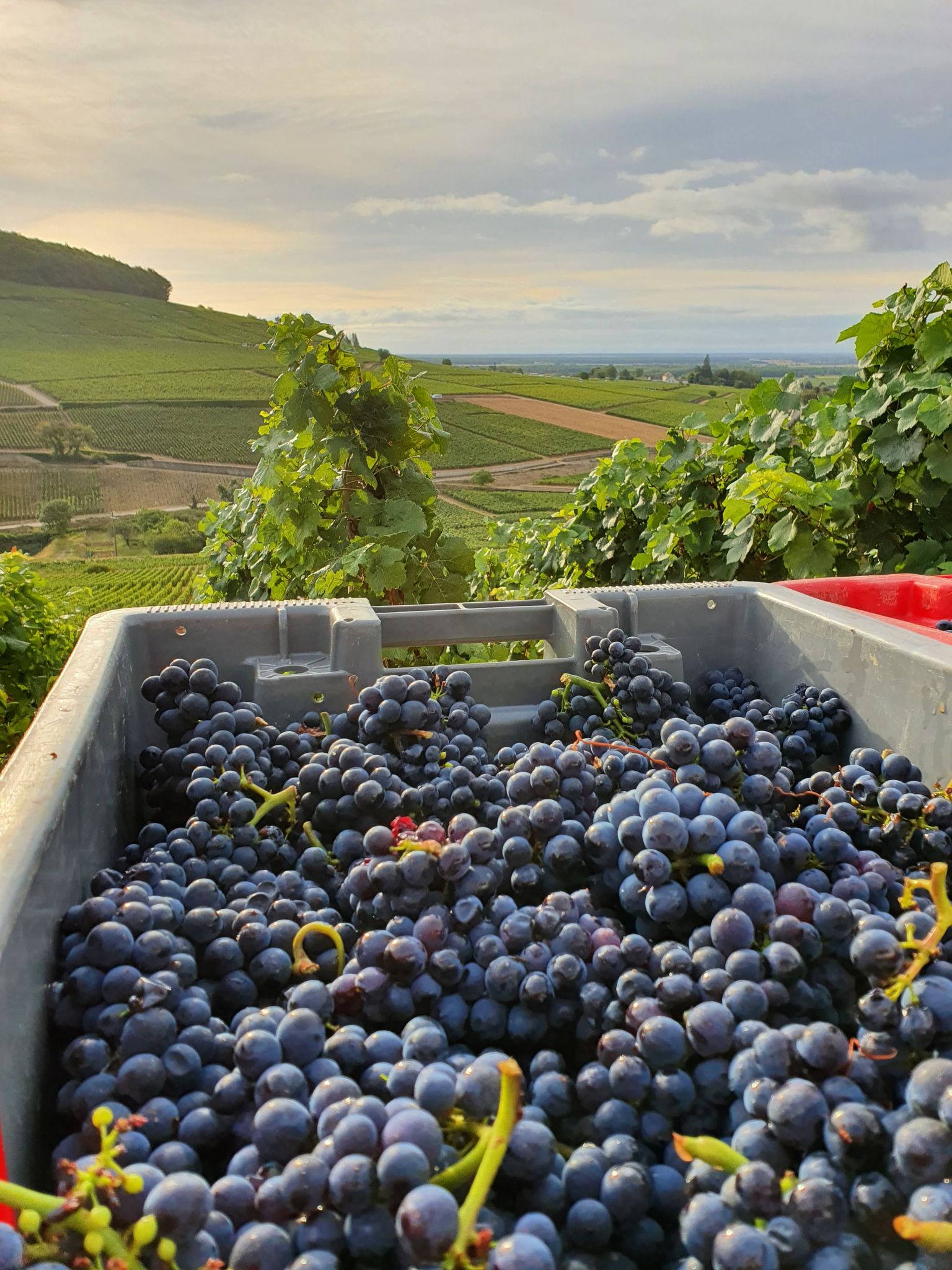 Vendanges au domaine Baptiste Guyot