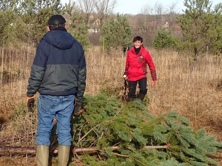 Un épicéa et pis c'est tout !