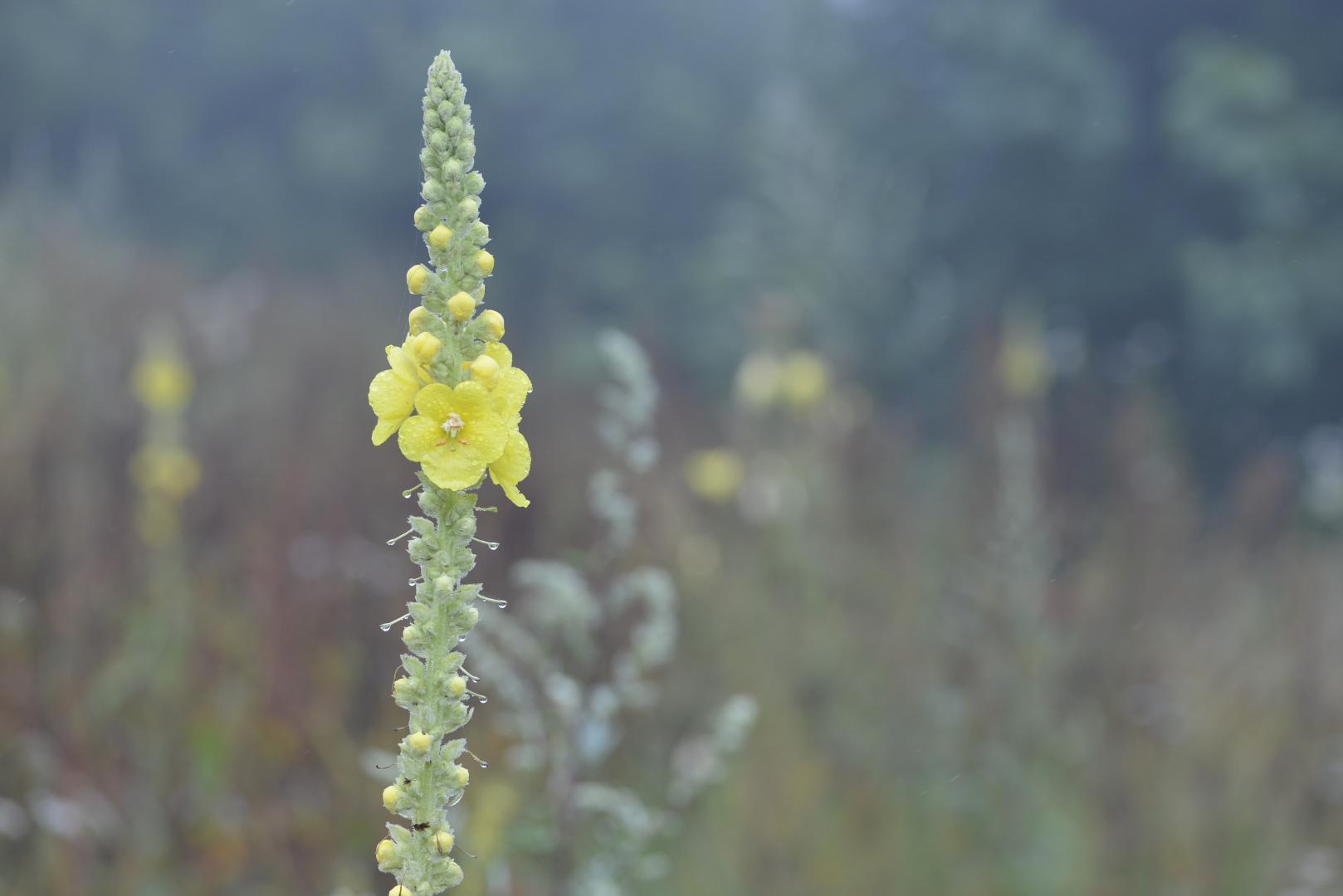 12_toutes_les_fleurs_sont_dans_la_nature