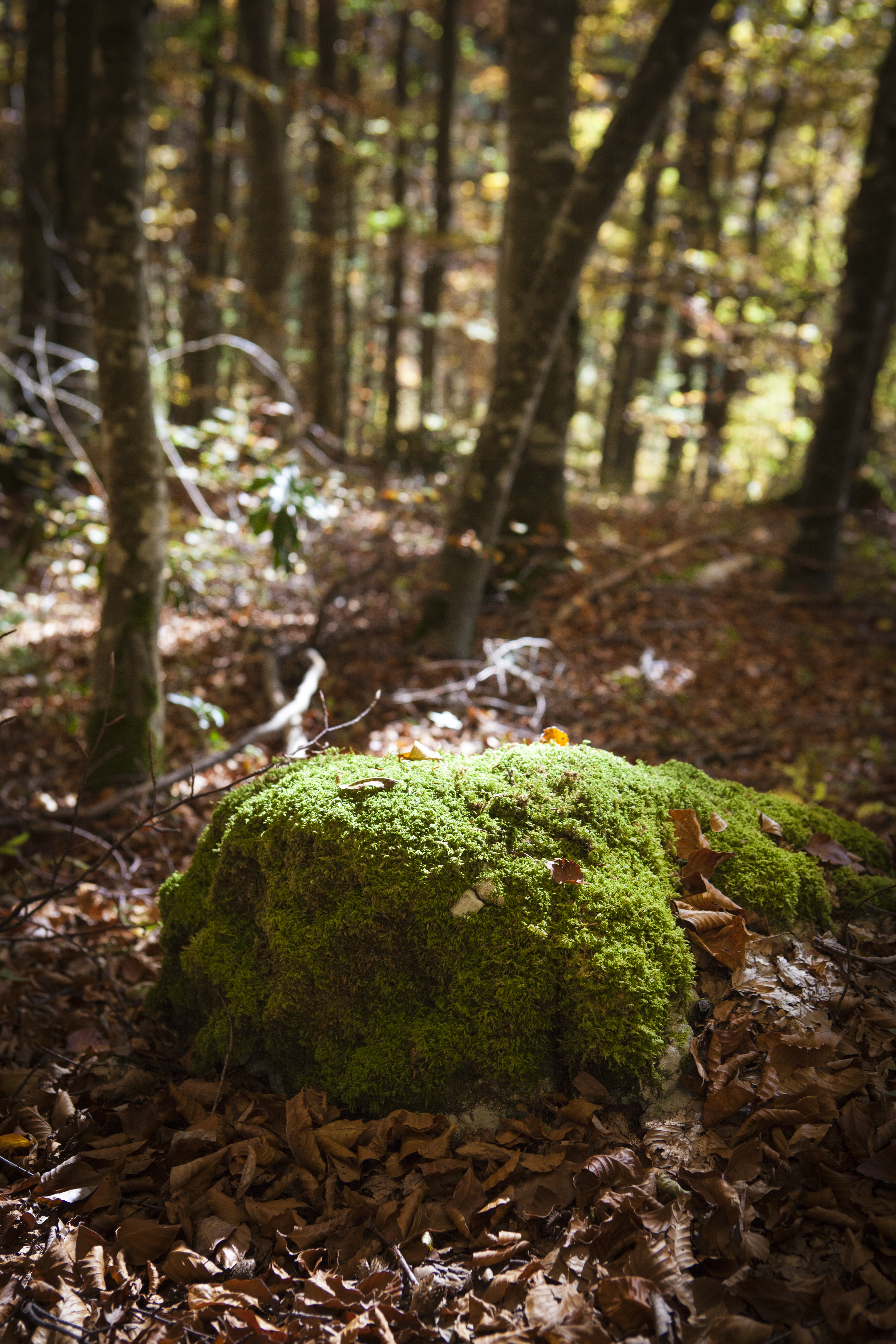 Forêt de Champfomier - Crédits :Daniel Gillet - OT Terre Valserine