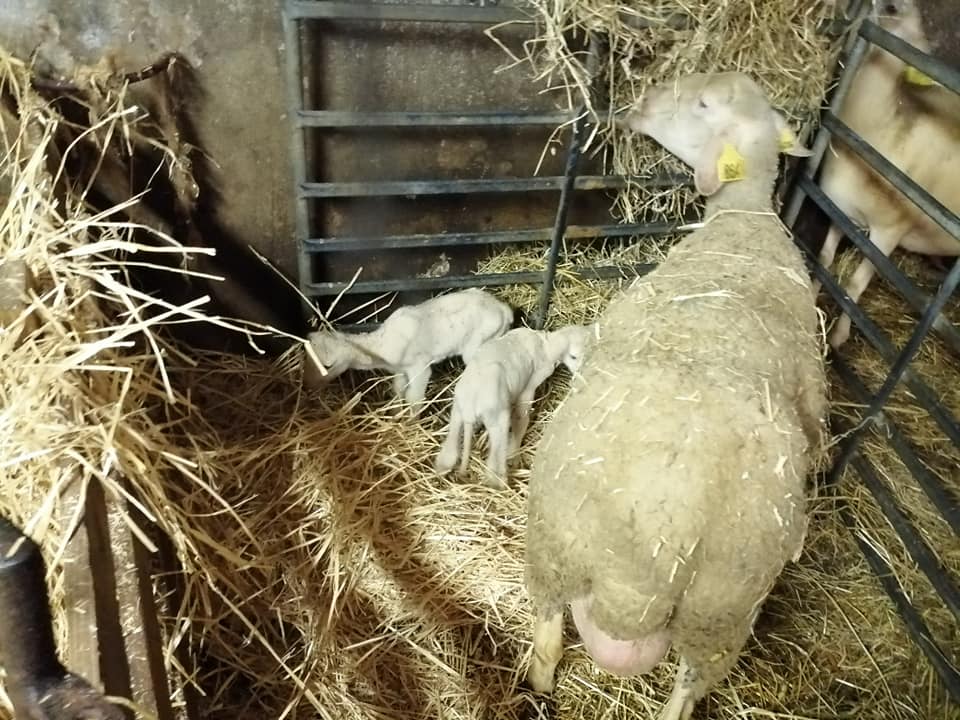 La Bergerie des Hirondelles