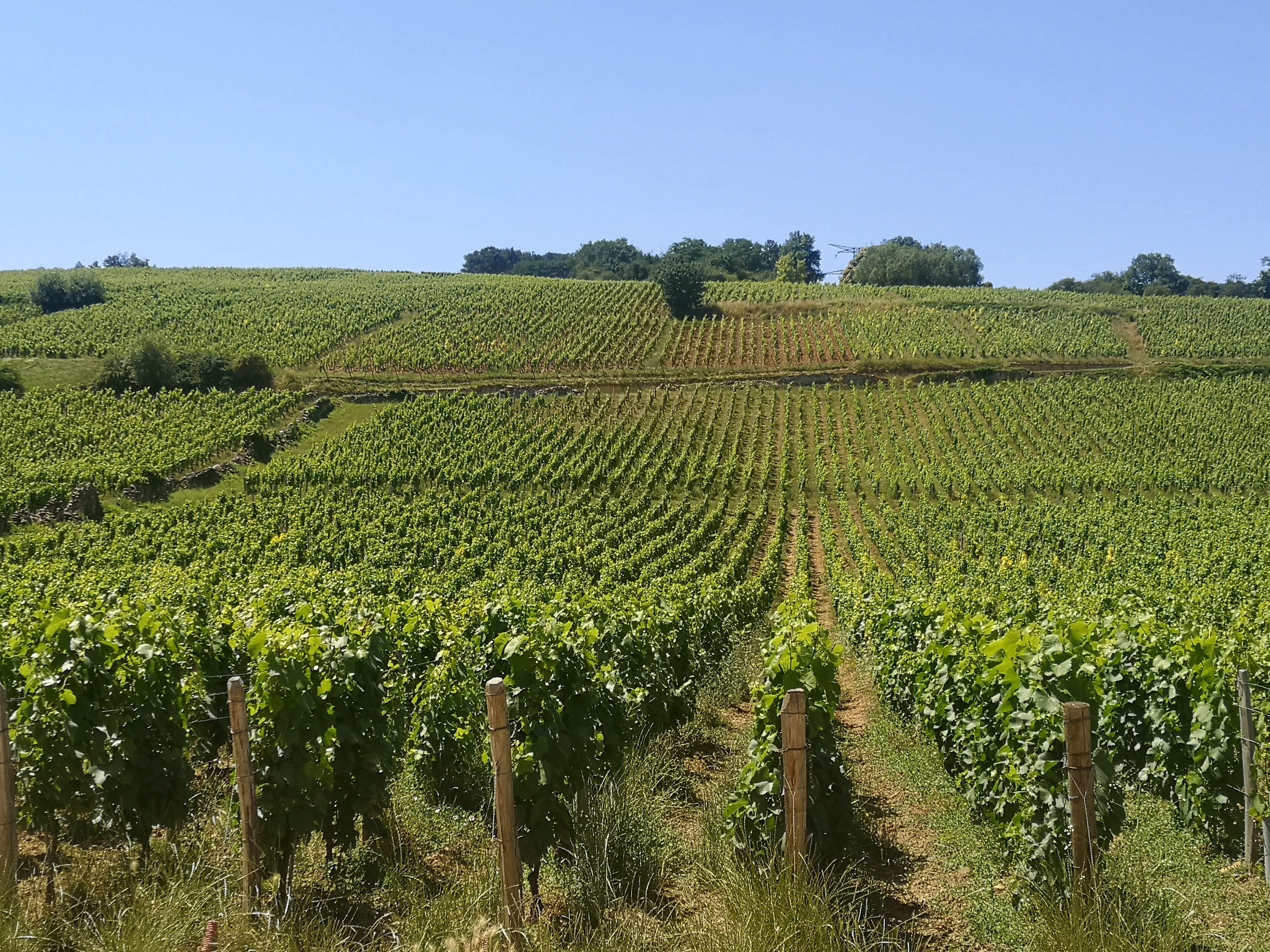 Les Vini Balades
