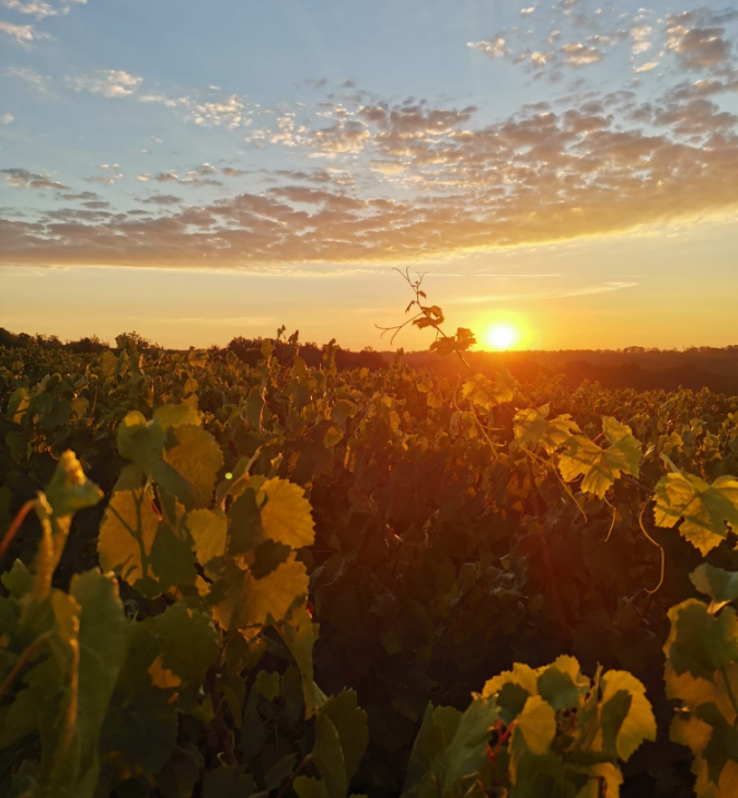 Visite du domaine Bois Bourbon