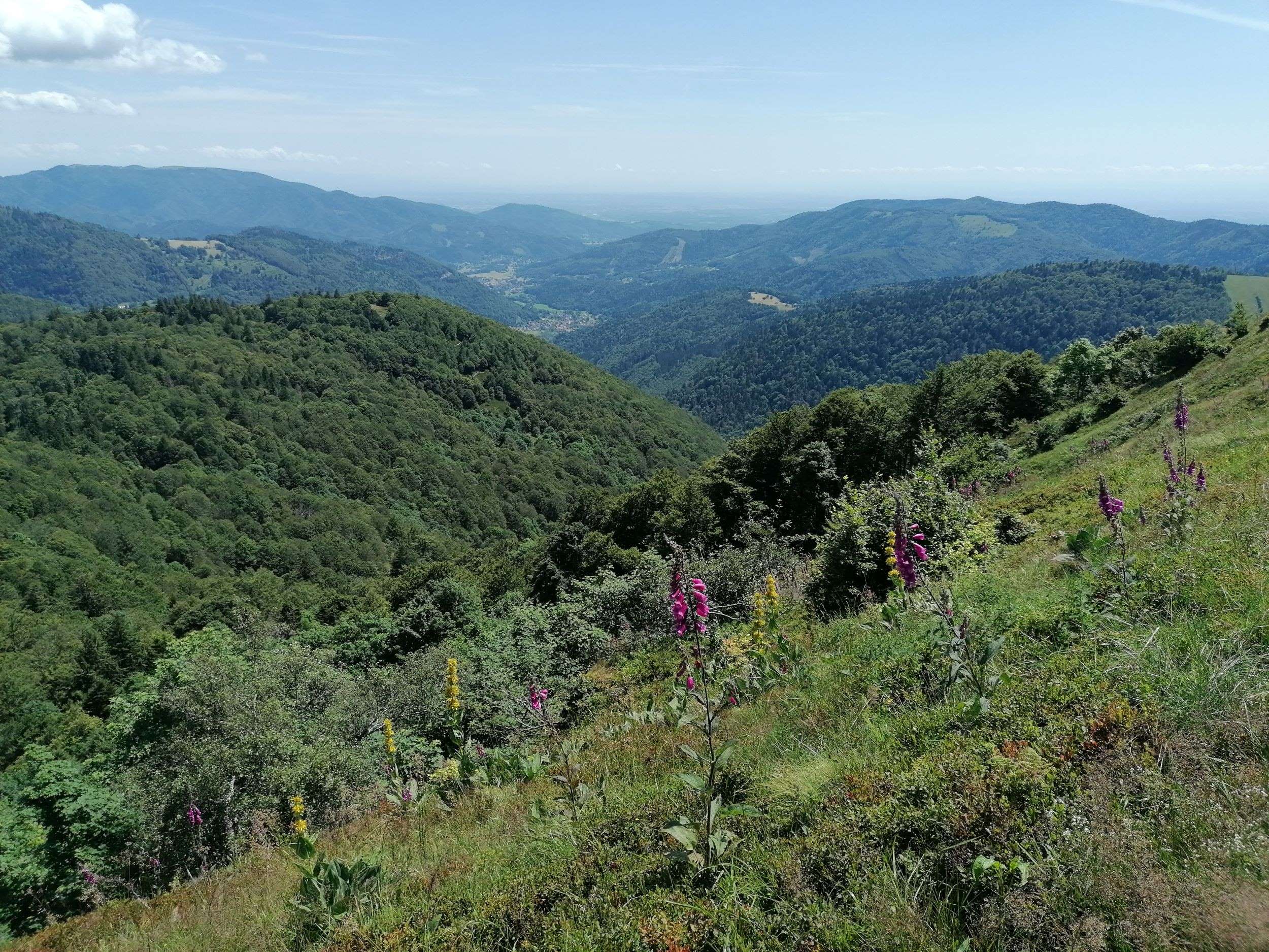Escape Game nature au Ballon d'Alsace