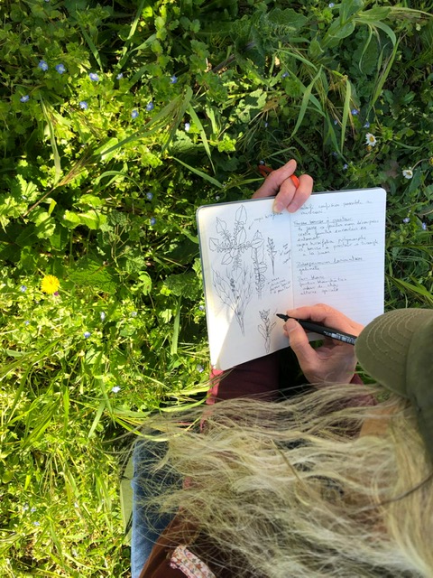 dessin botanique