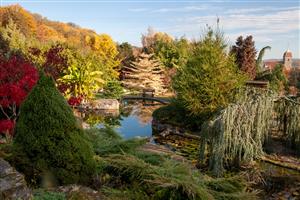 Le jardin aquatique d'Acorus