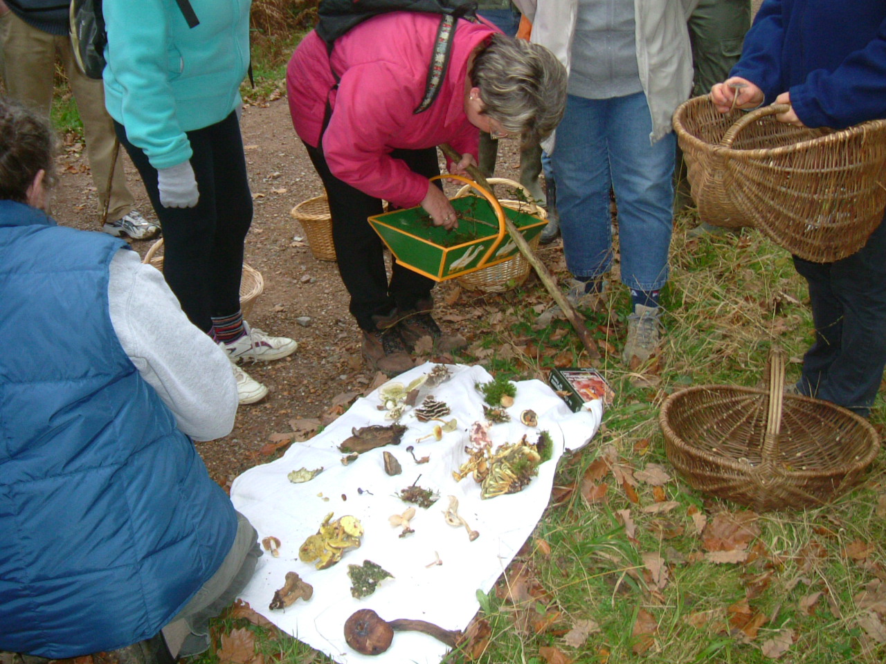 Sortie nature : Les champignons dans nos forêts