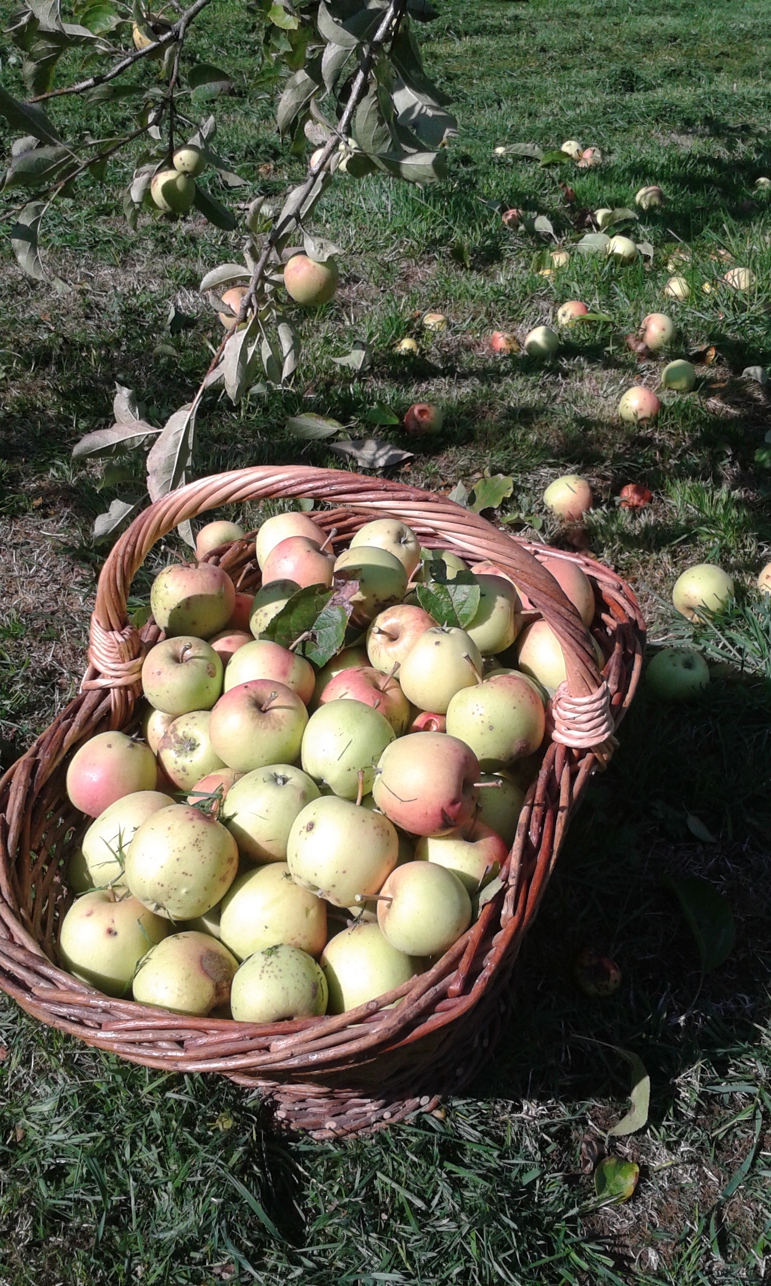 Les pommes d'automne