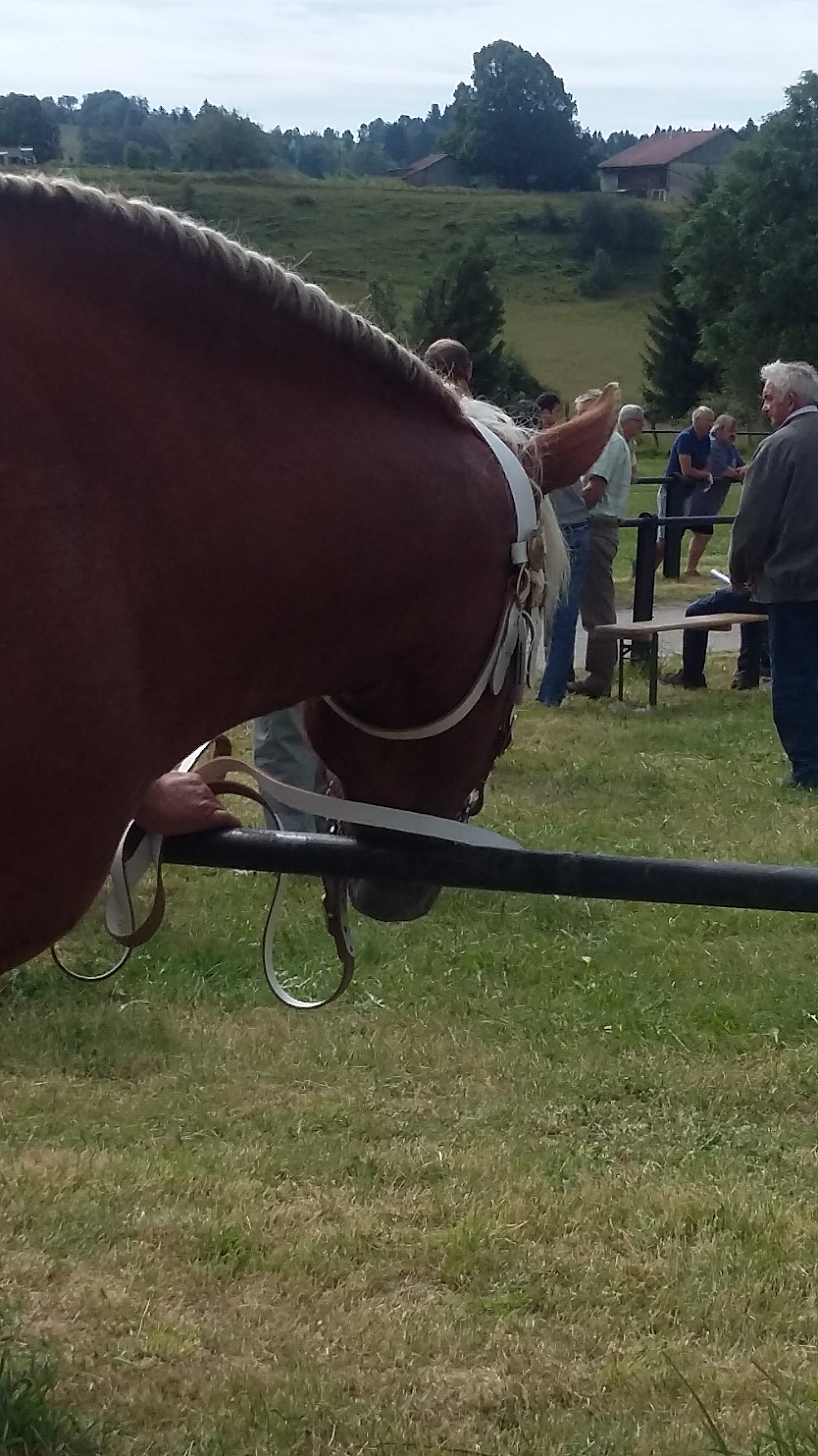 Concours du Cheval Comtois