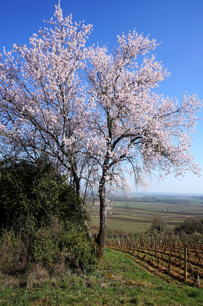 2017-03 amandier mini