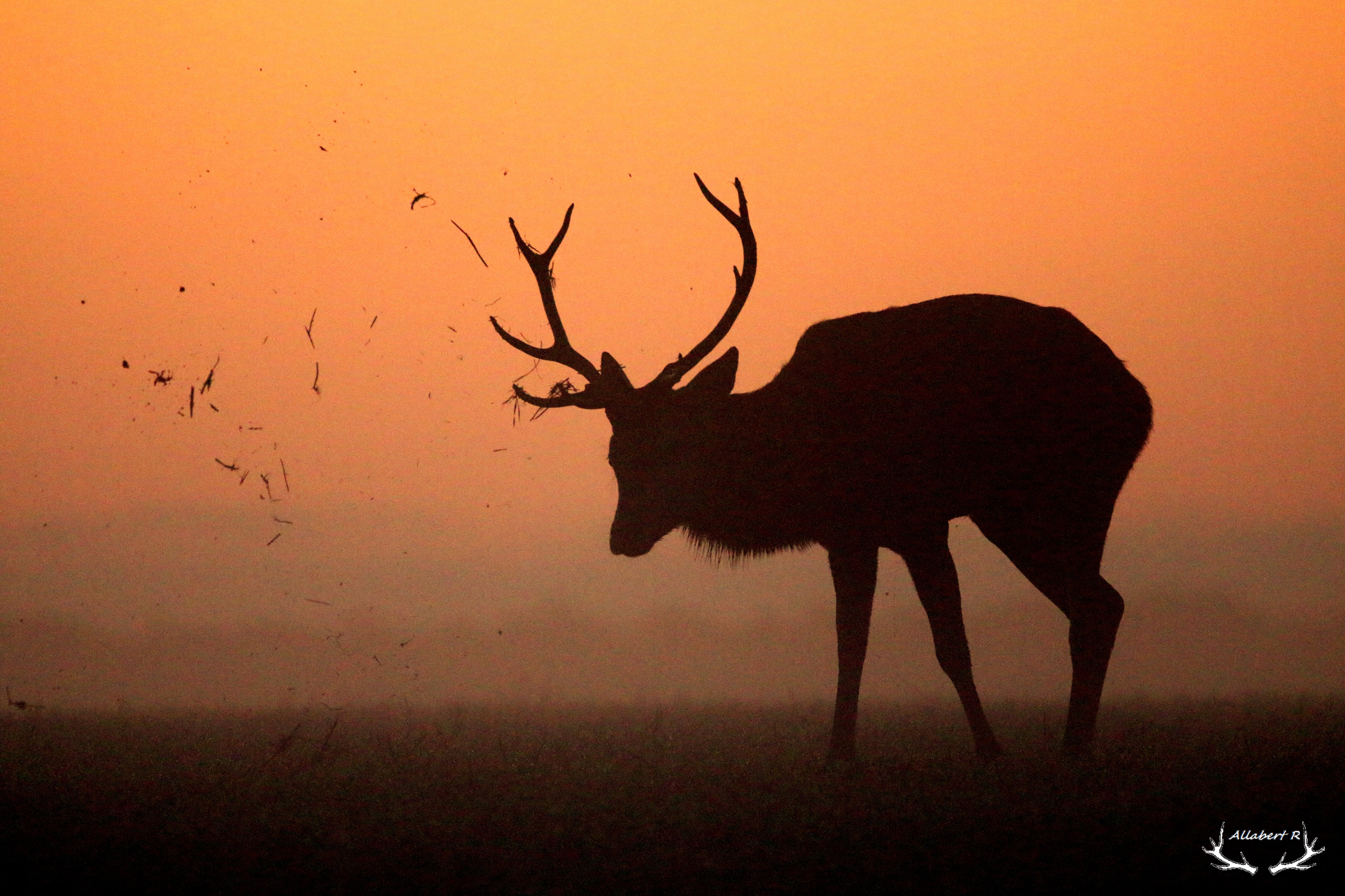 2017-Rémi ALLABERT (12)