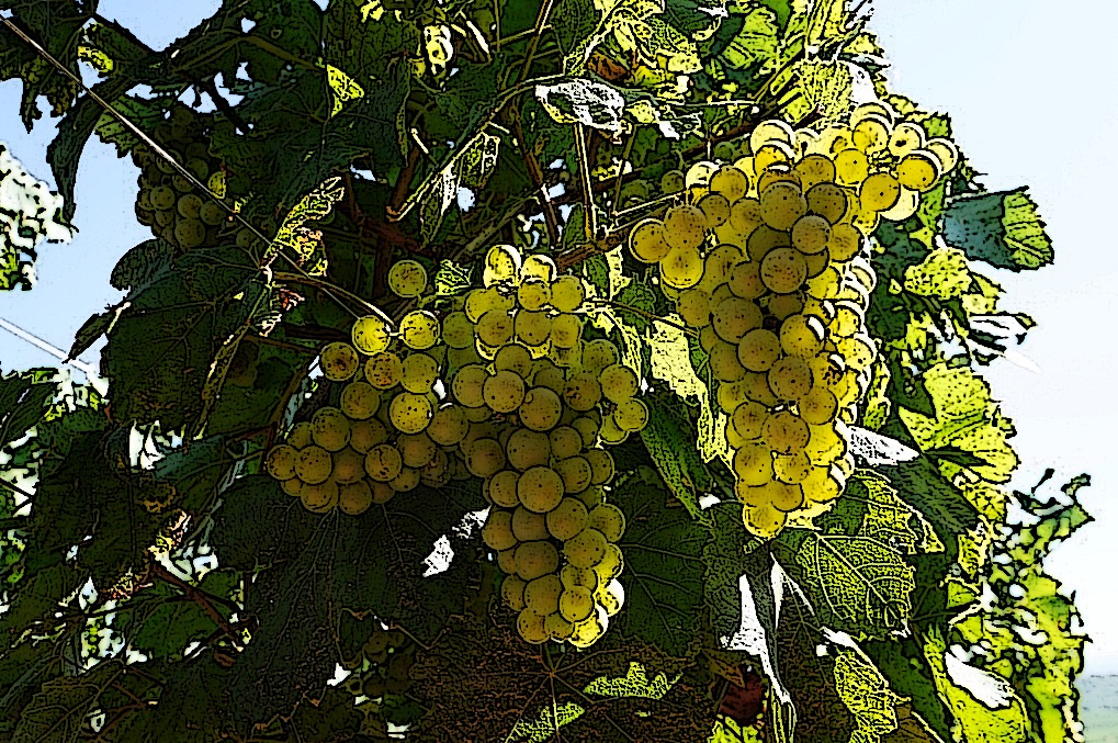 2019-09-Grappes-Chardonnay-1---ink-2
