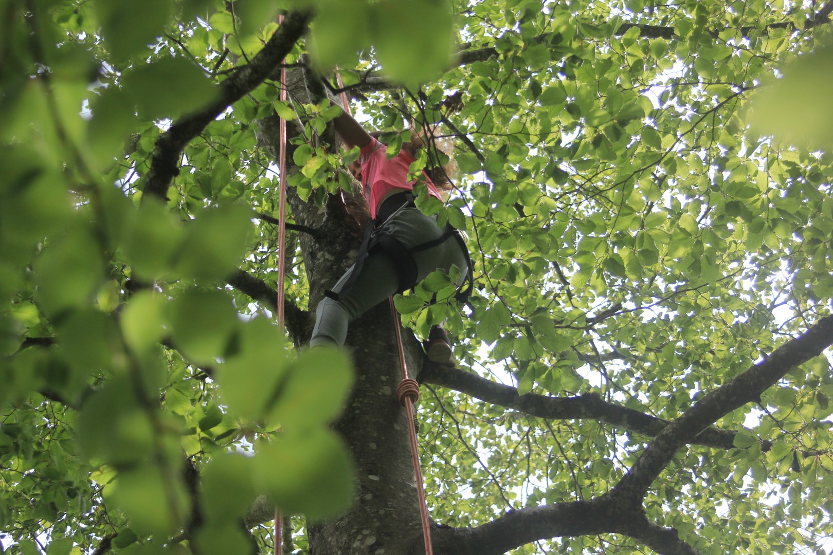 Grimpe d'arbres, Leuglay