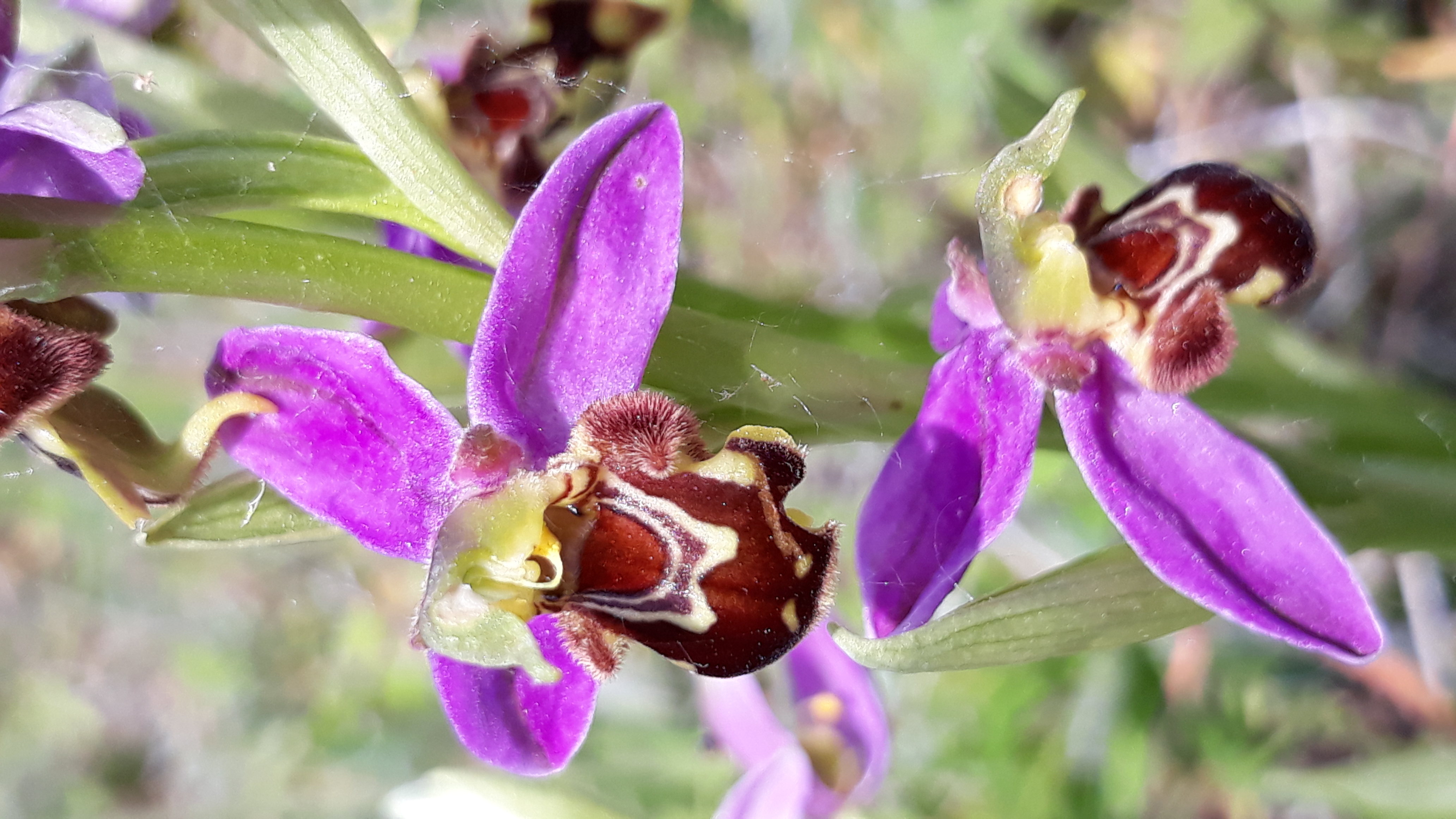 Ophrys abeille