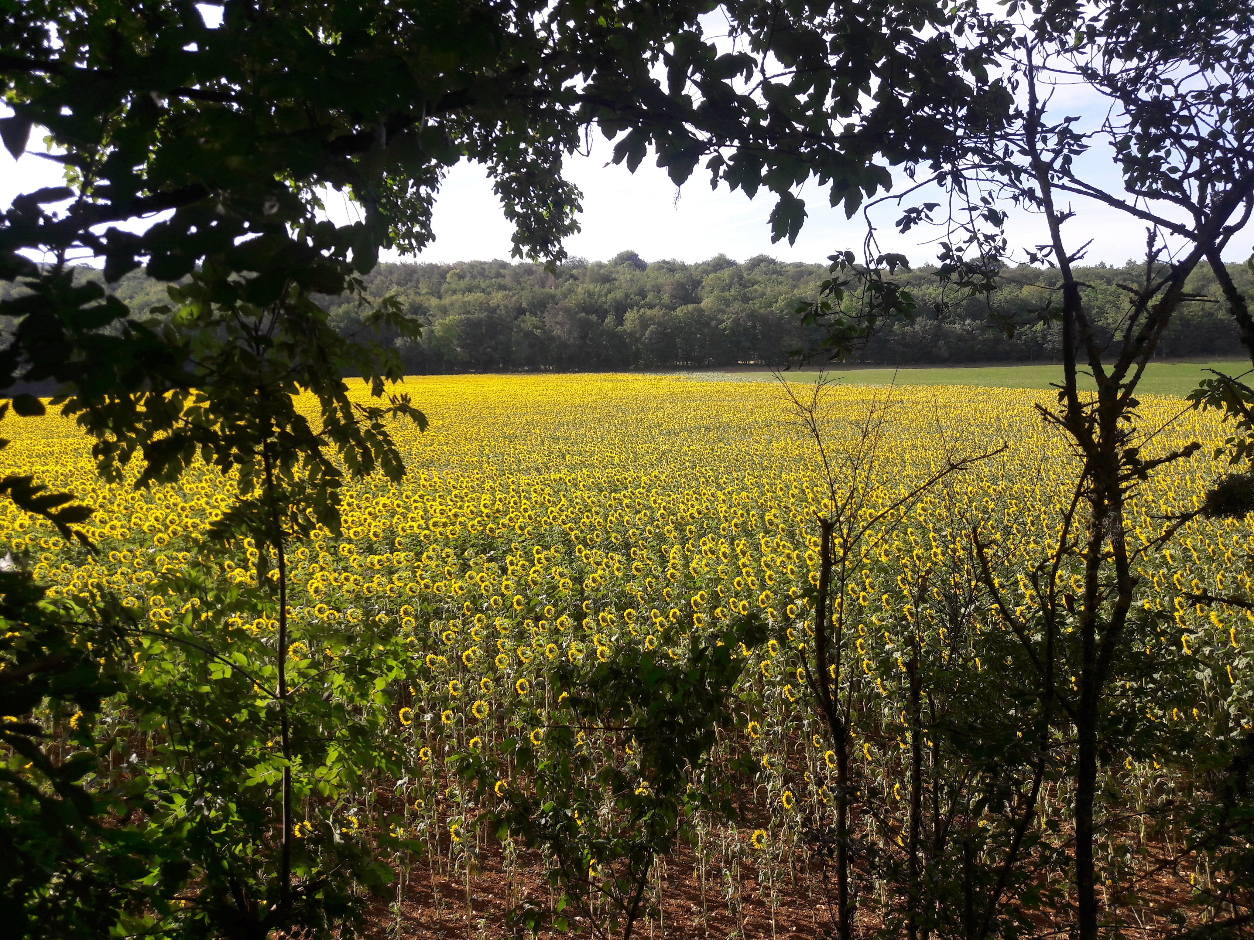 Bateau Lavoir La34S.