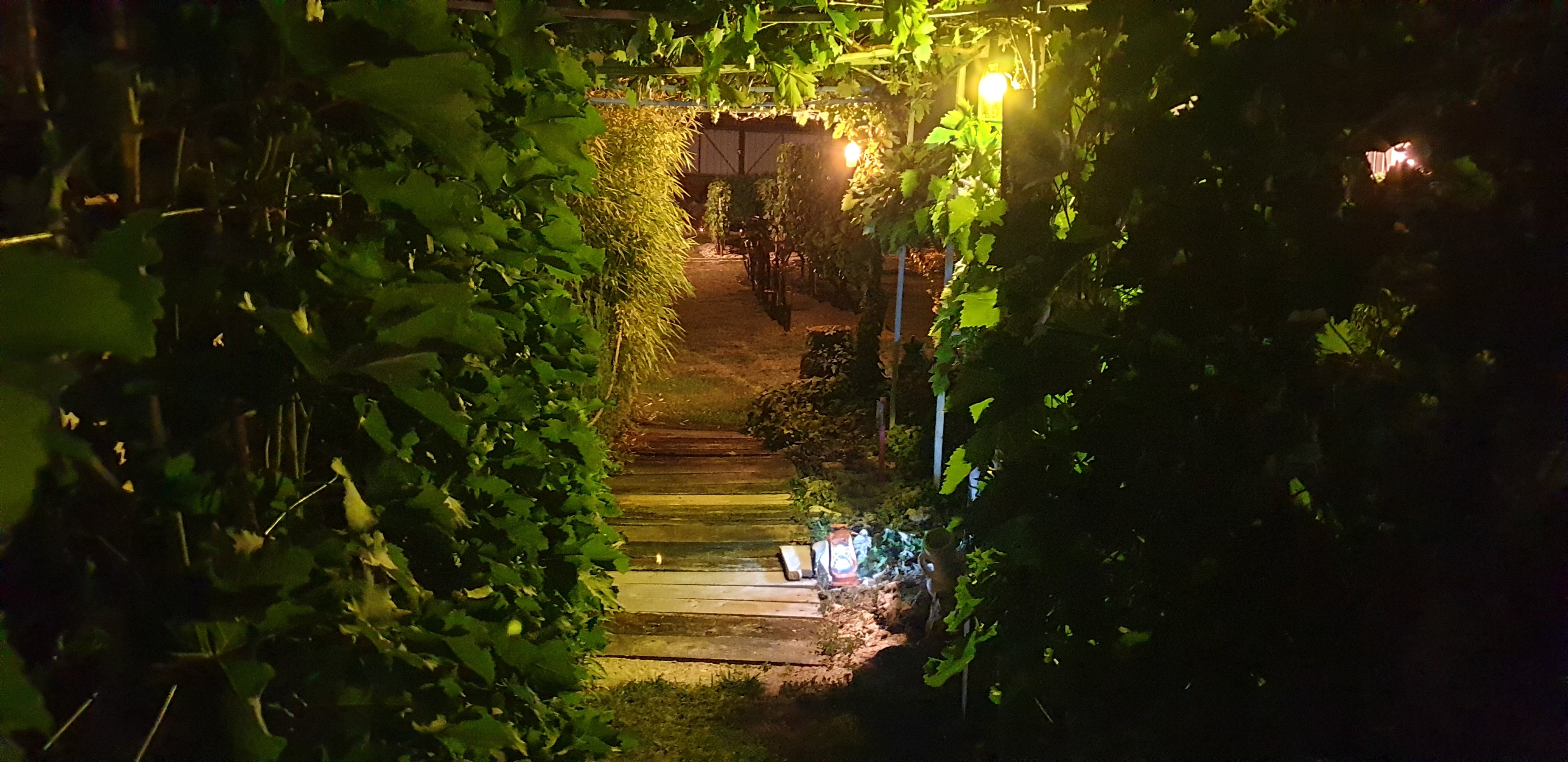 La Vigne en Version Clair-obscur