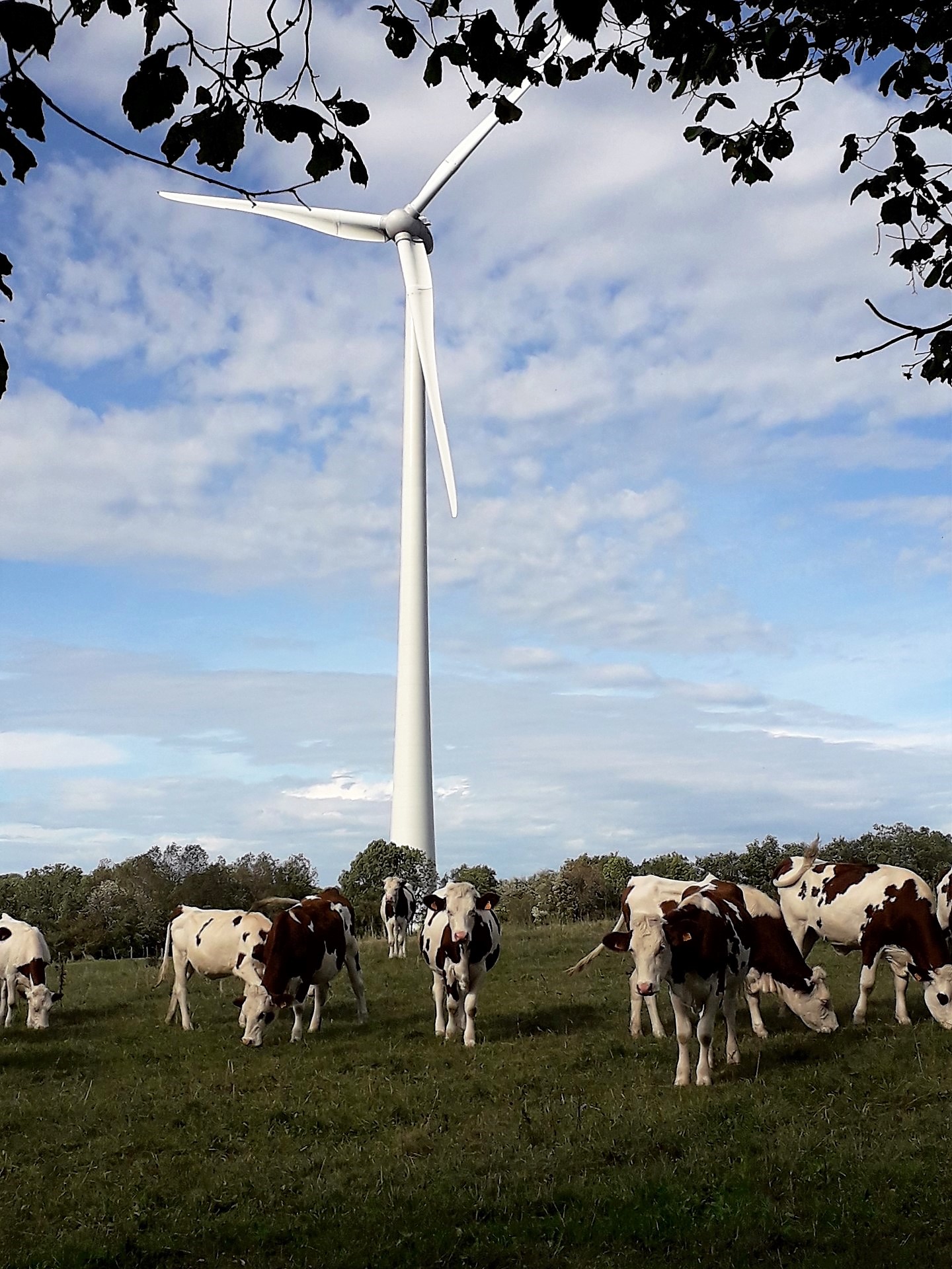 Eoliennes de Chamole
