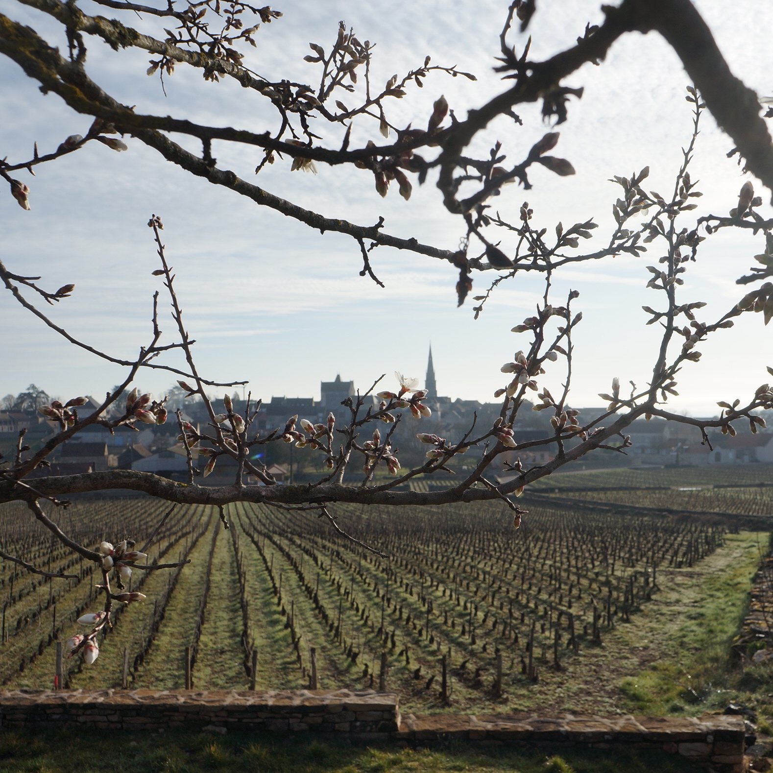 2020-02 Amandier Meursault-quadrat